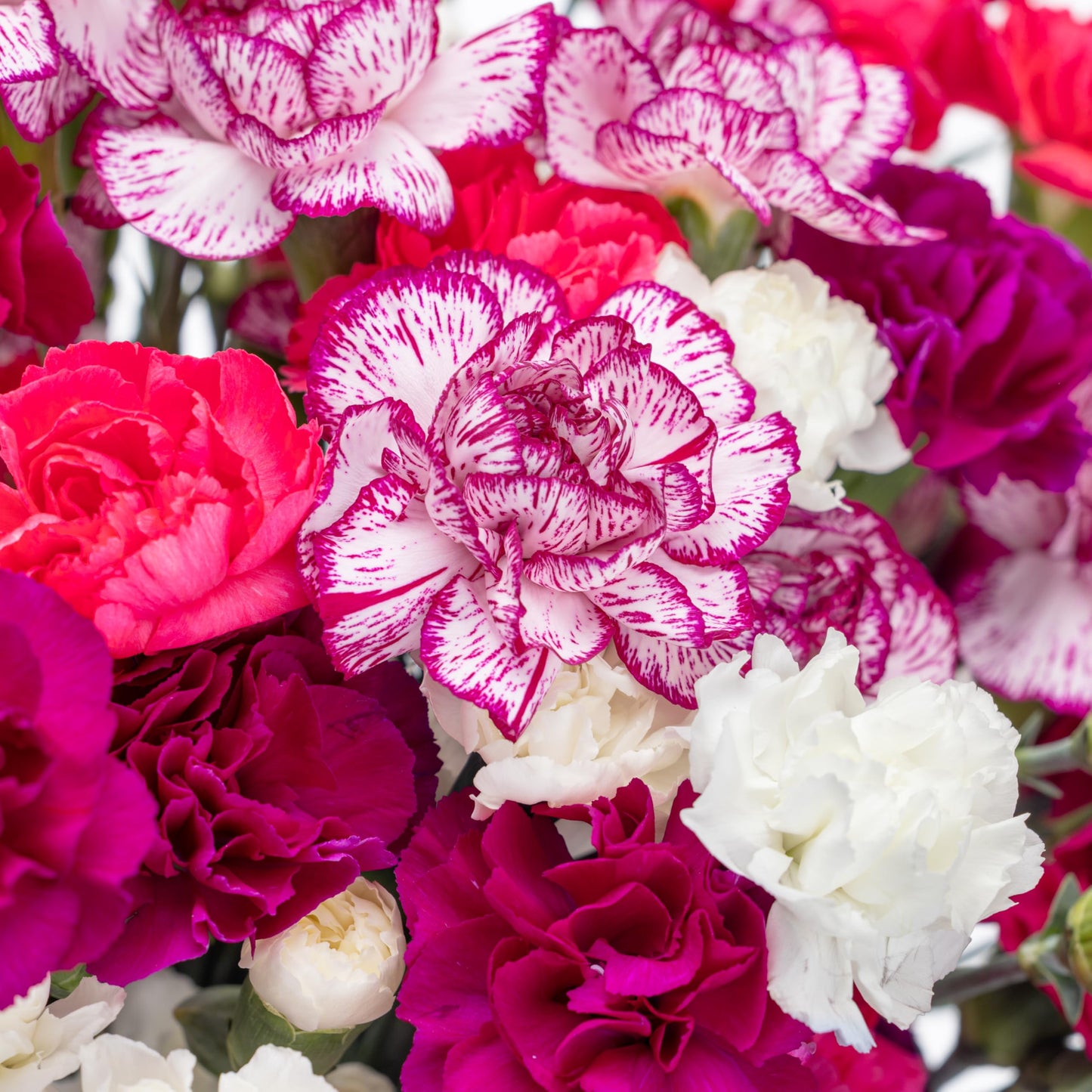 Benchmark Bouquets - Spring Mini Carnations - Fresh Flowers for Delivery - Mini Flowers for Mom - Mothers Day Gifts - Mothers Day Flowers - Floral Arrangements - Glass Vase Included (20 Stems)