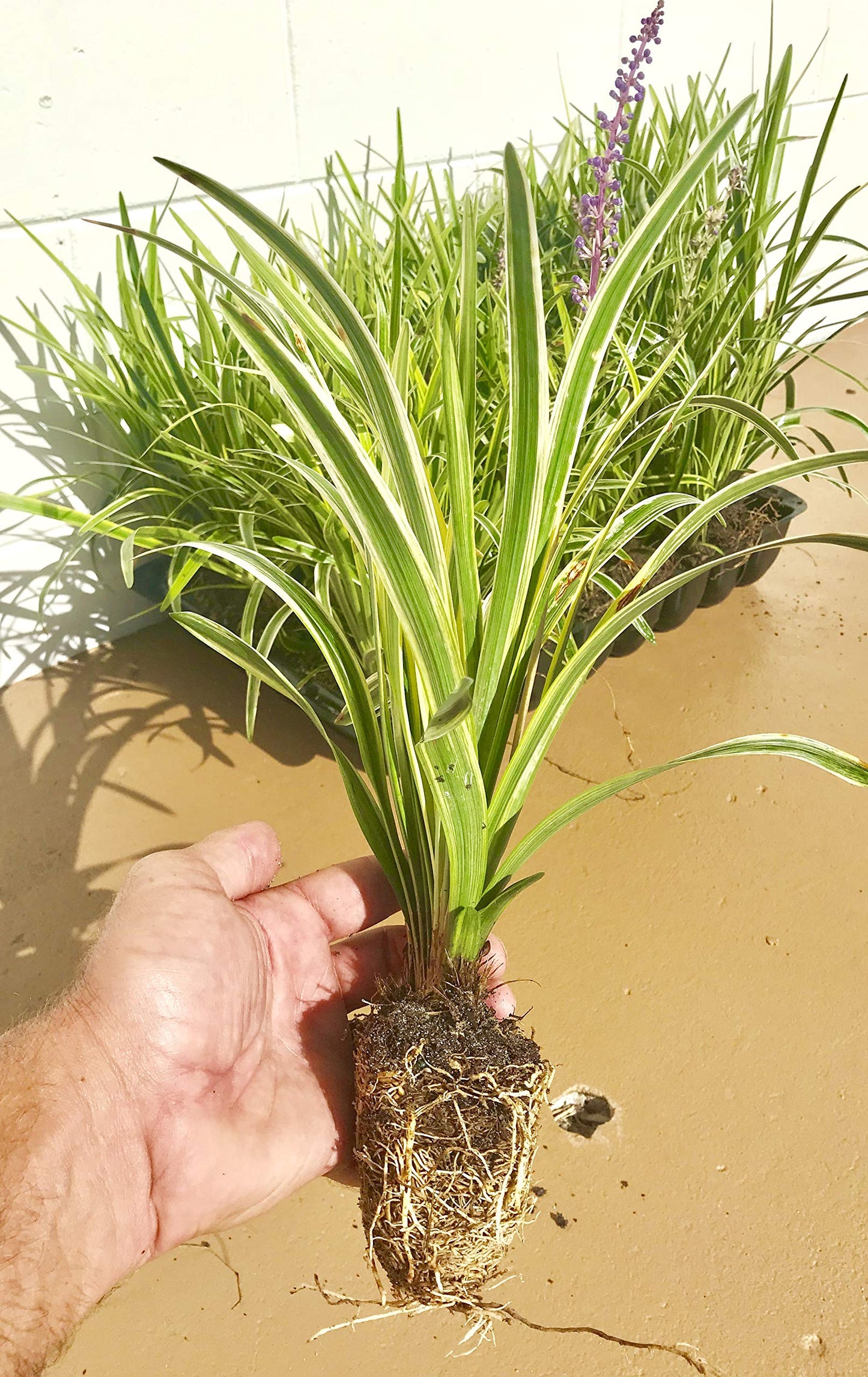 18 Pack - Liriope 'Variegated' Grass