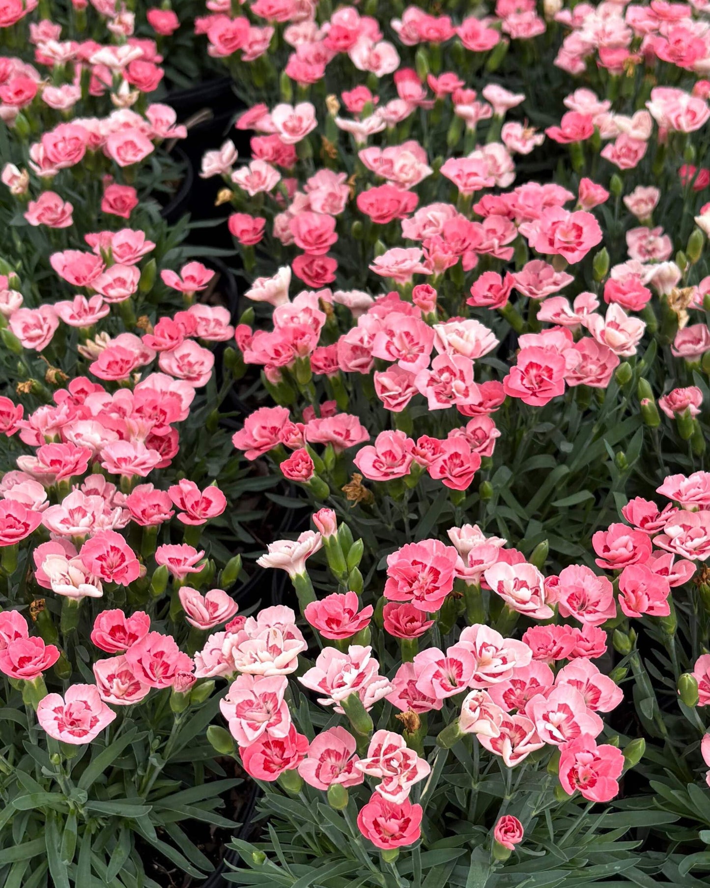 Perennial Farm Marketplace Dianthus x Everlast™ Peach (Garden Pinks) Live Perennial, Size-#1 Container, Long-Blooming Reddish-Orange Flowers, Fragrant