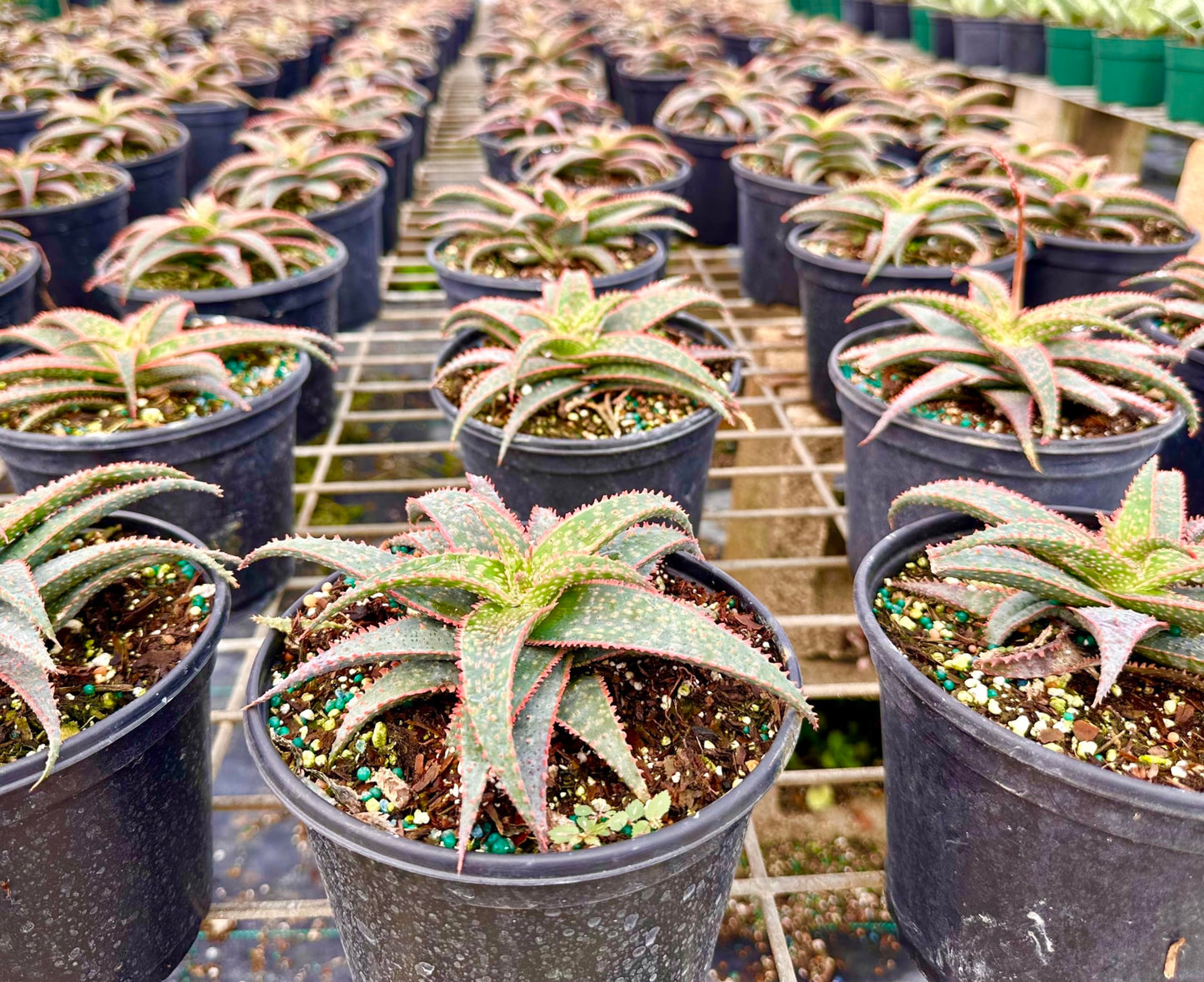 ragnaroc Live Succulents – Aloe Christmas Carol in 4” Pot - 1ct - Live Arrival Guaranteed - Potted Succulents, House Plants for Home Decor & Gift