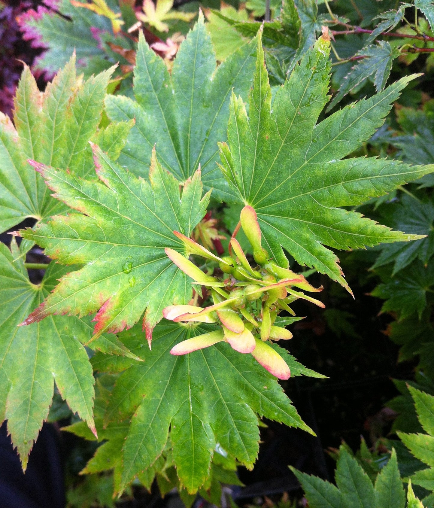 Red Wing Japanese Fullmoon Maple 2 - Year Live Plant