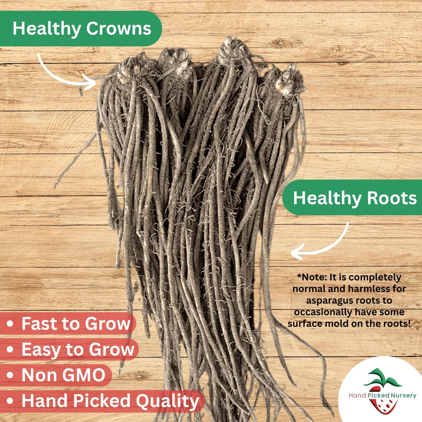 Jersey Knight Asparagus Roots - Hardy and High Yielding, 2yr Bare Root Asparagus Crowns from Hand Picked Nursery (5)