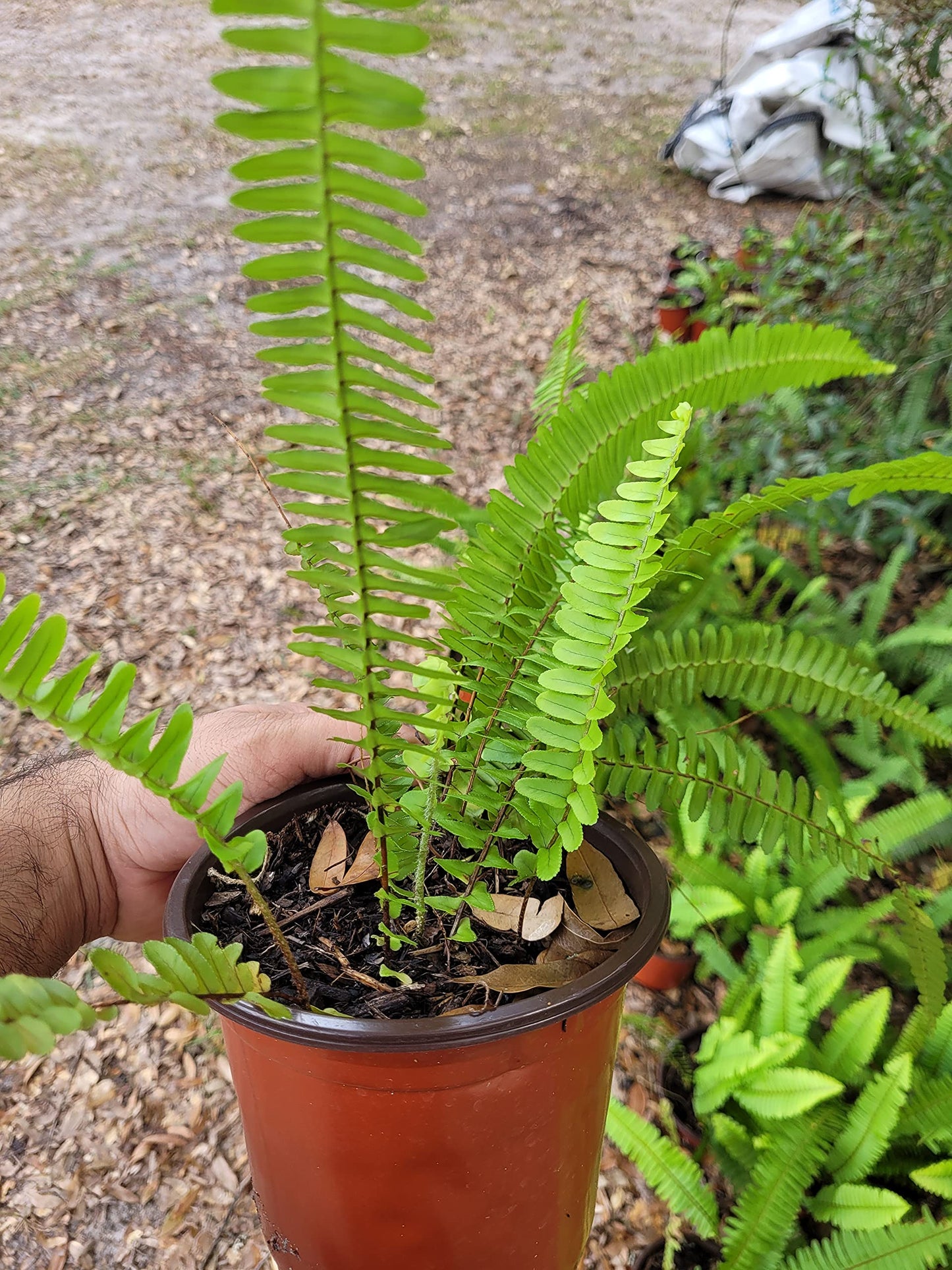 Boston Ferns in 6 Inch Pot