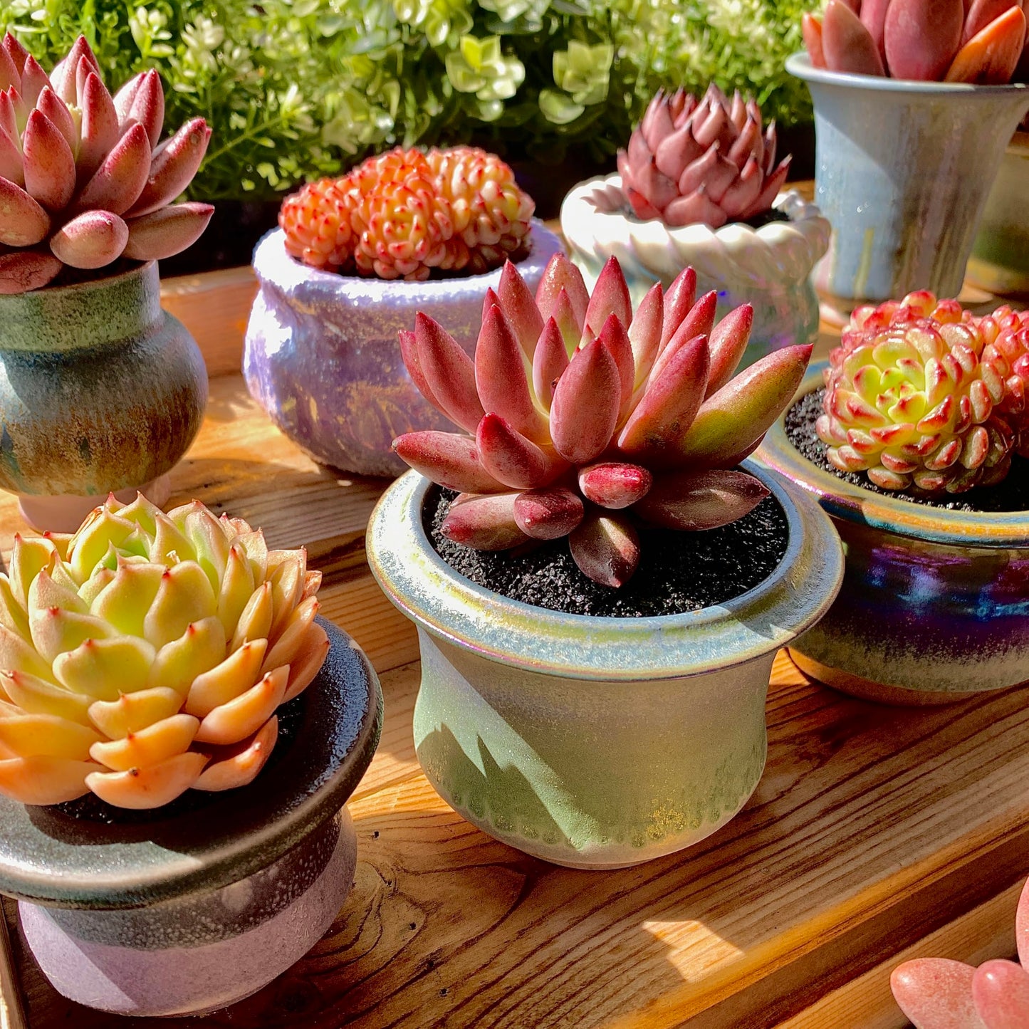 Generic Echeveria Cherry Rare Live Succulent Plants, 1 Head Pot Size 2"" Pink Live Plant, Excludes Pot & Soil, Garden Indoor Office Desk, Wedding Party Baby Shower Decor, Gift for Plant Enthusiasts