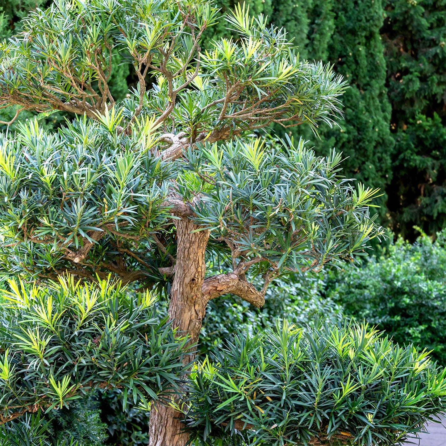 Perfect Plants Podocarpus Pringles 7 Gallon Growers Pot | Elegant Japanese Yew Perfect for Foundational Planting or Shrub Borders
