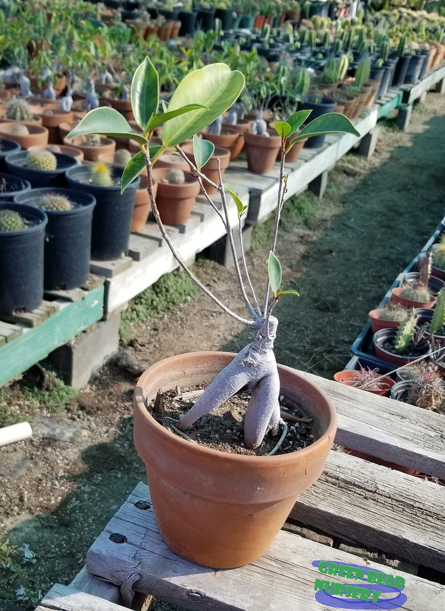 Green Bear Live Indoor "Ficus microcarpa' Glossy Leaf fig Indoor Bonsai Tree-4 Years Old 5" to 8" Tall with Decorative Container, Small