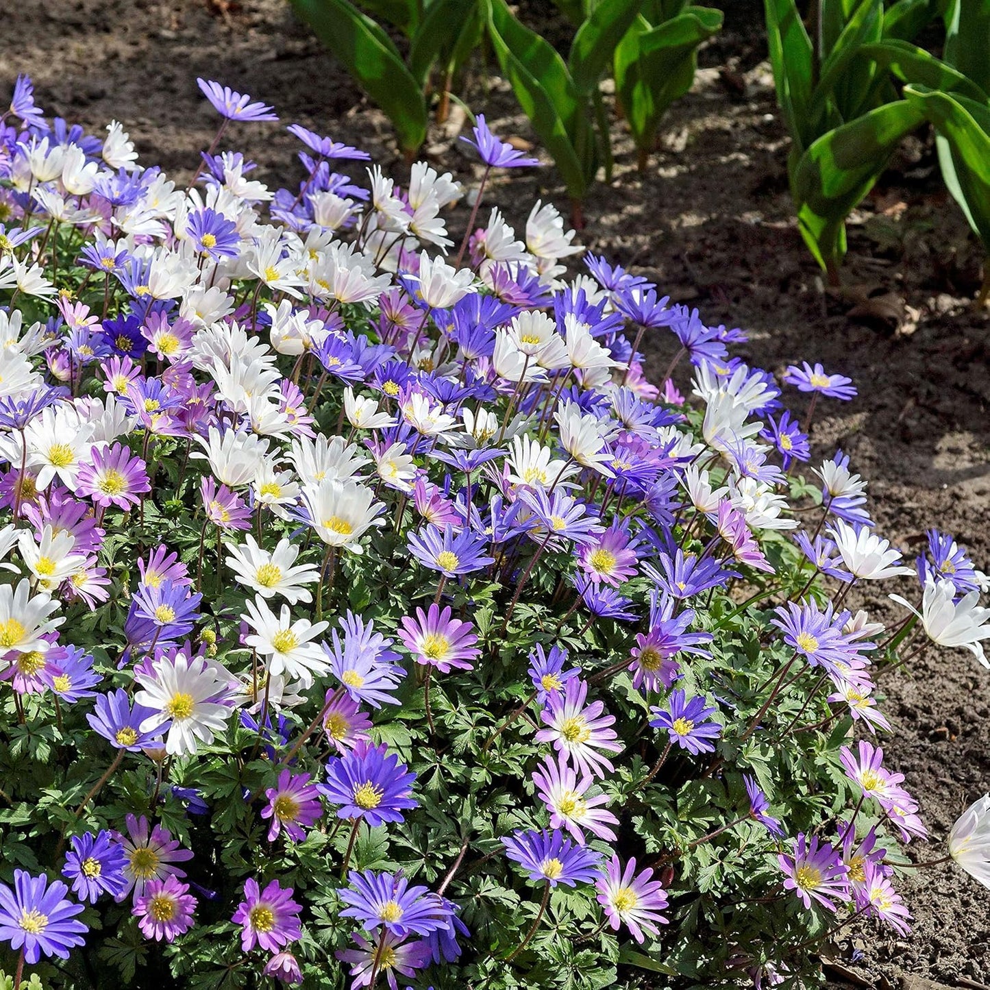 Amazing Deal! Anemone Blanda “Fireworks” – Colorful Perennial Flower Bulbs | Shade-Loving Windflowers in Purple, White, Pink & Blue | Attracts Butterflies & Bees | Zones 3–8 - (30 Bulbs)