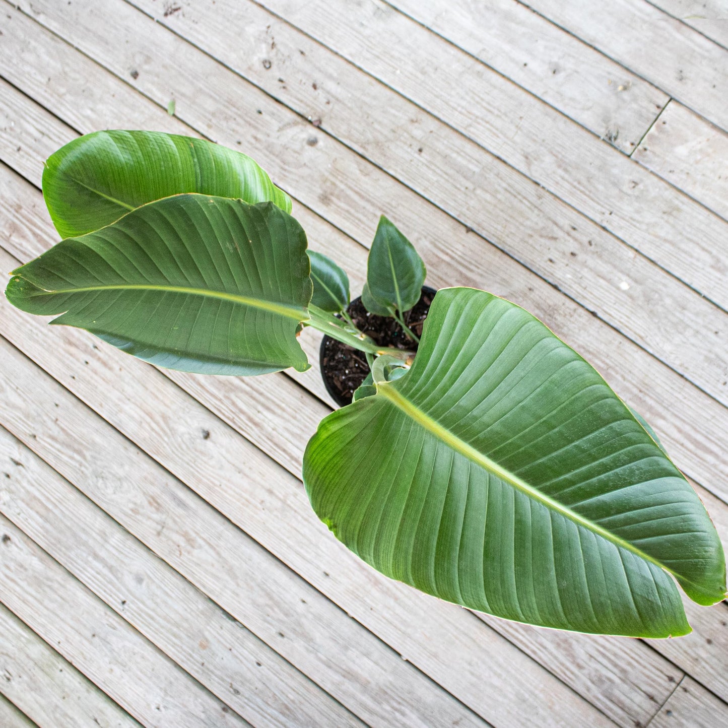 White Bird of Paradise Live Plant by United Nursery, Strelitzia Nicolai 32–36 inches Tall, 10 inch Plant Pot, Large Indoor House Plant for Office, Patio and Home Decor