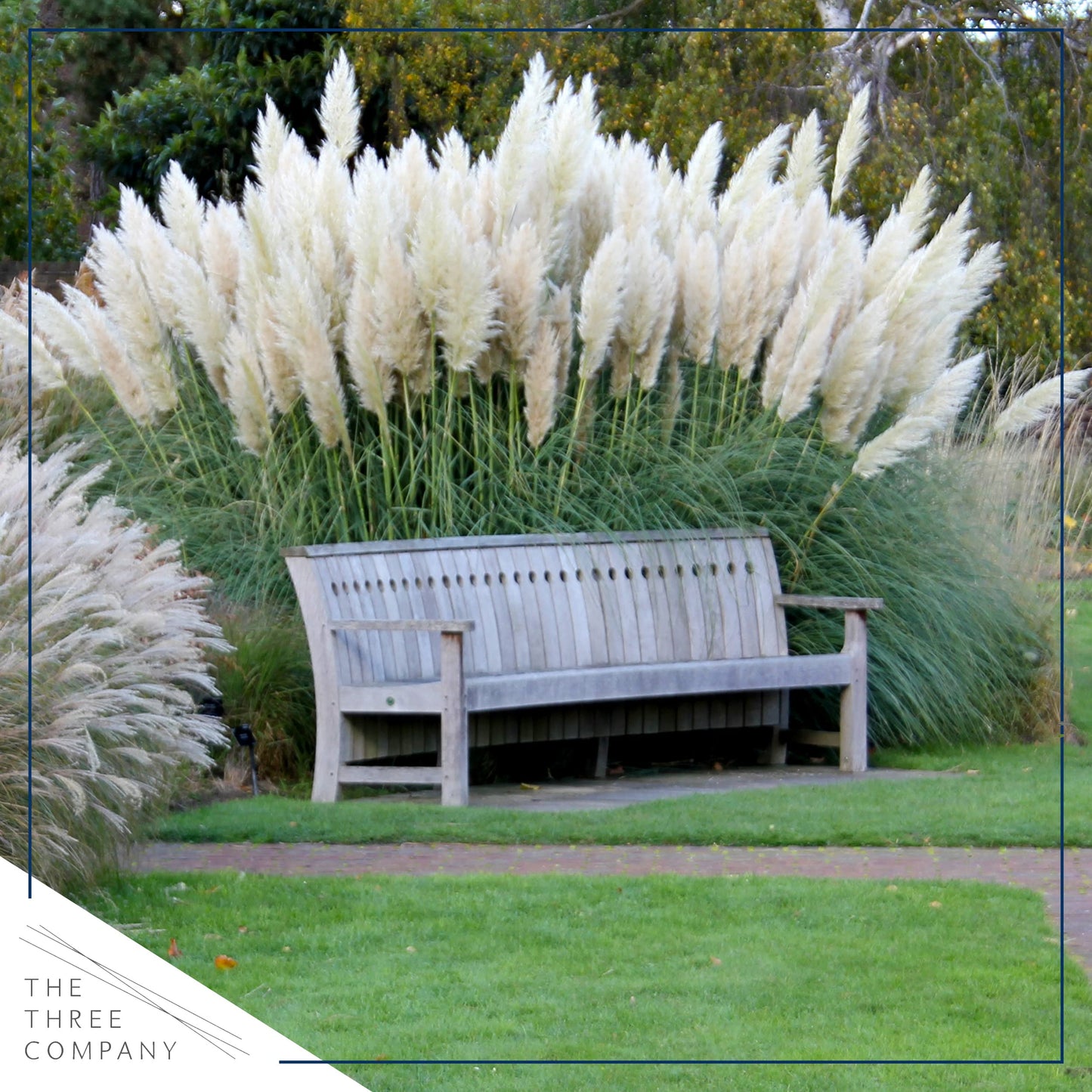 Live Ornamental Pampas Grass (Cortaderia selloana) - White - Perennial Accent Plant - 10" Tall by 5" Wide in 1.5 Qt Pot