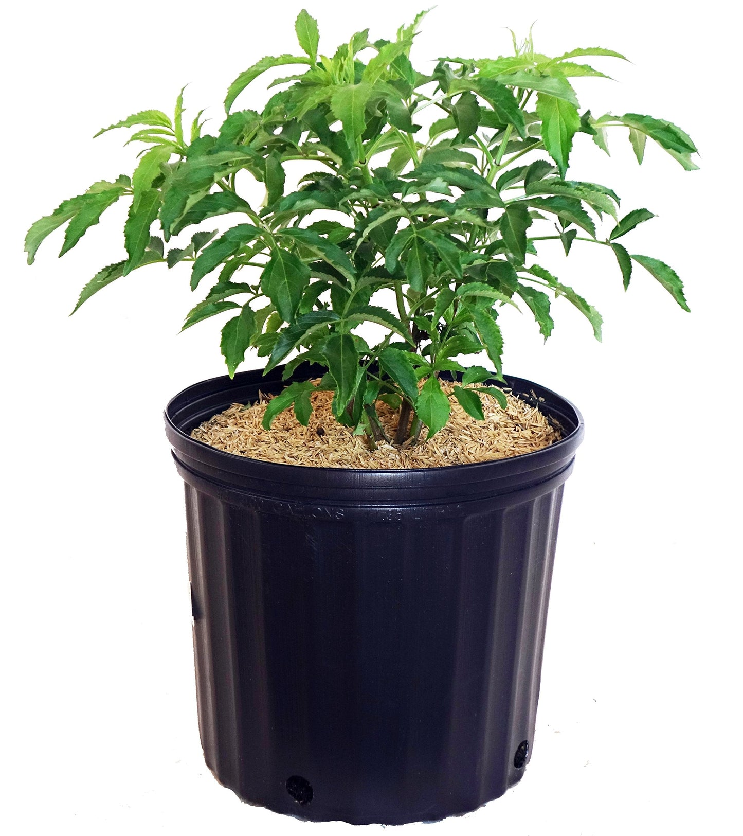 Live Plant from Green Promise Farms - Sambucus Canadensis York (Elderberry), #3 Gallon Size Container, White Flower