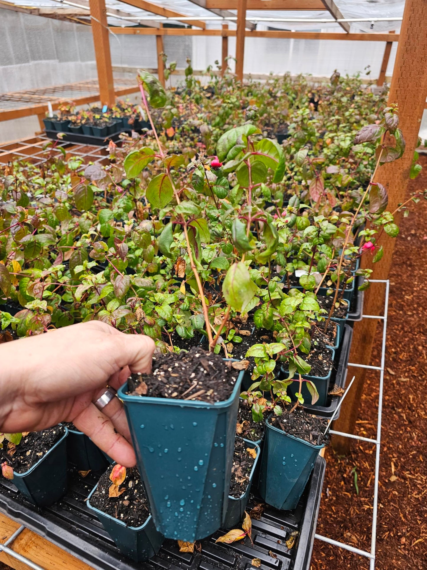 one Live Blue Eyed Fuchsia Fuschia Bush 5" Potted Plant
