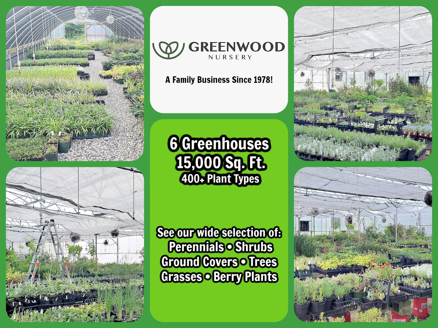 Greenwood Nursery: Live Perennial Plants - Blue False Indigo + Baptisia Australis - [Qty: 2X Pint Pots] - (Click for Other Available Plants/Quantities)