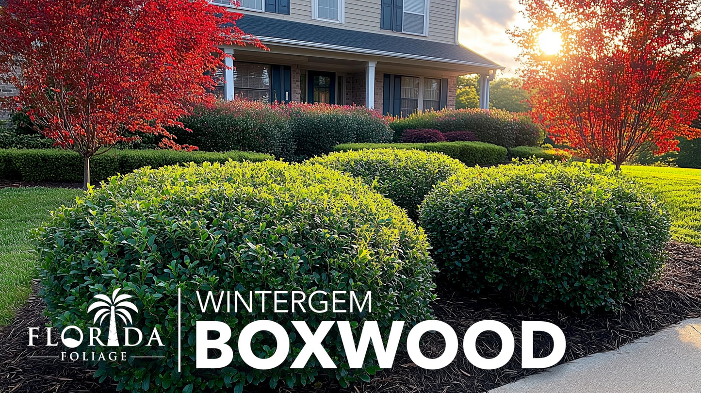 Winter Gem Boxwood | 20 Live Plants | Buxus microphylla Japonica ‘Winter Gem’ | Compact Evergreen Shrubs | Formal Garden Plants for Borders