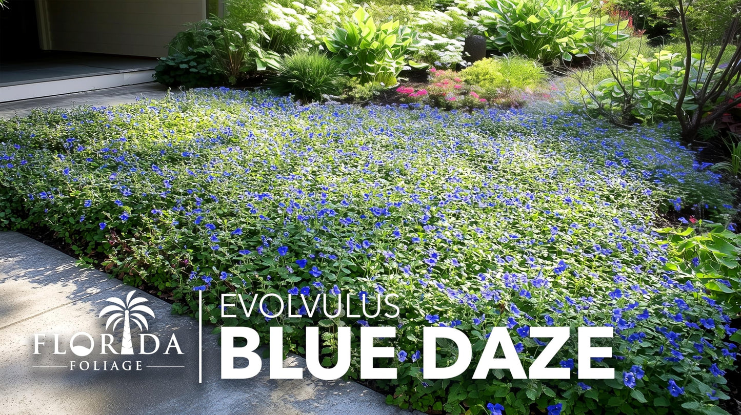 Blue Daze | 2 Large Trade Gallon Size Plants | Evolvulus Glomerata | Ground Cover, Heat Tolerant, Drought Tolerant, Low Maintenance, Perennial Blooms, Garden Border, Summer Flowers, Easy Care