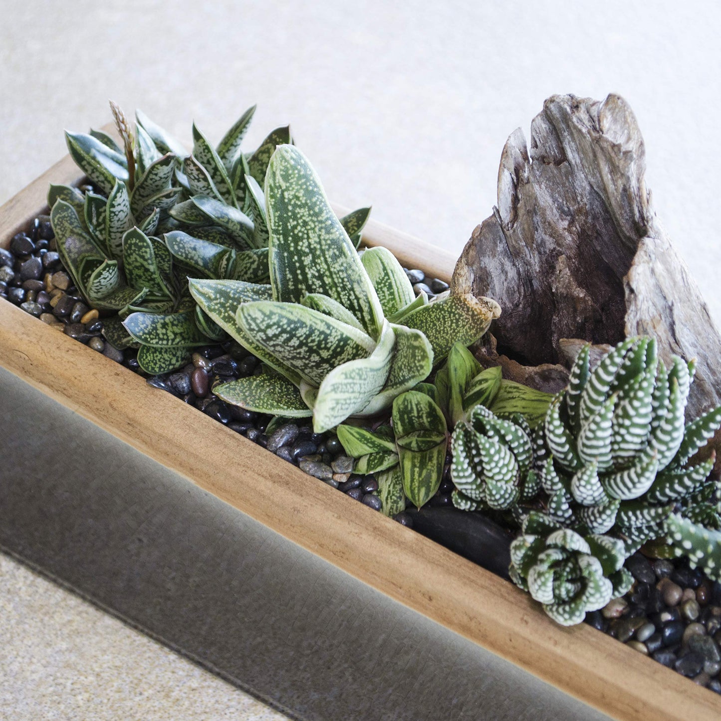 Altman Plants, Live Succulents Plants Live Window Plants (8PK), Live Indoor Plants Live Houseplants, Live Plants Indoor Cactus Plants Live, Succulent Plants House Plants Indoors Live in Succulent Soil