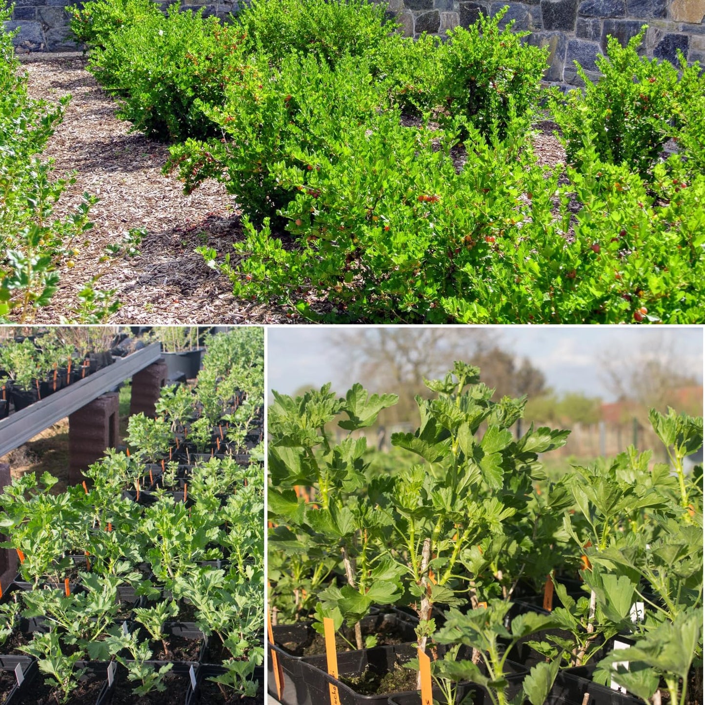 5-9" Tall Gooseberry Bush Live Plant, Gooseberry Plant Live for Growing, Gooseberry Tree Live Plant, Well Rooted