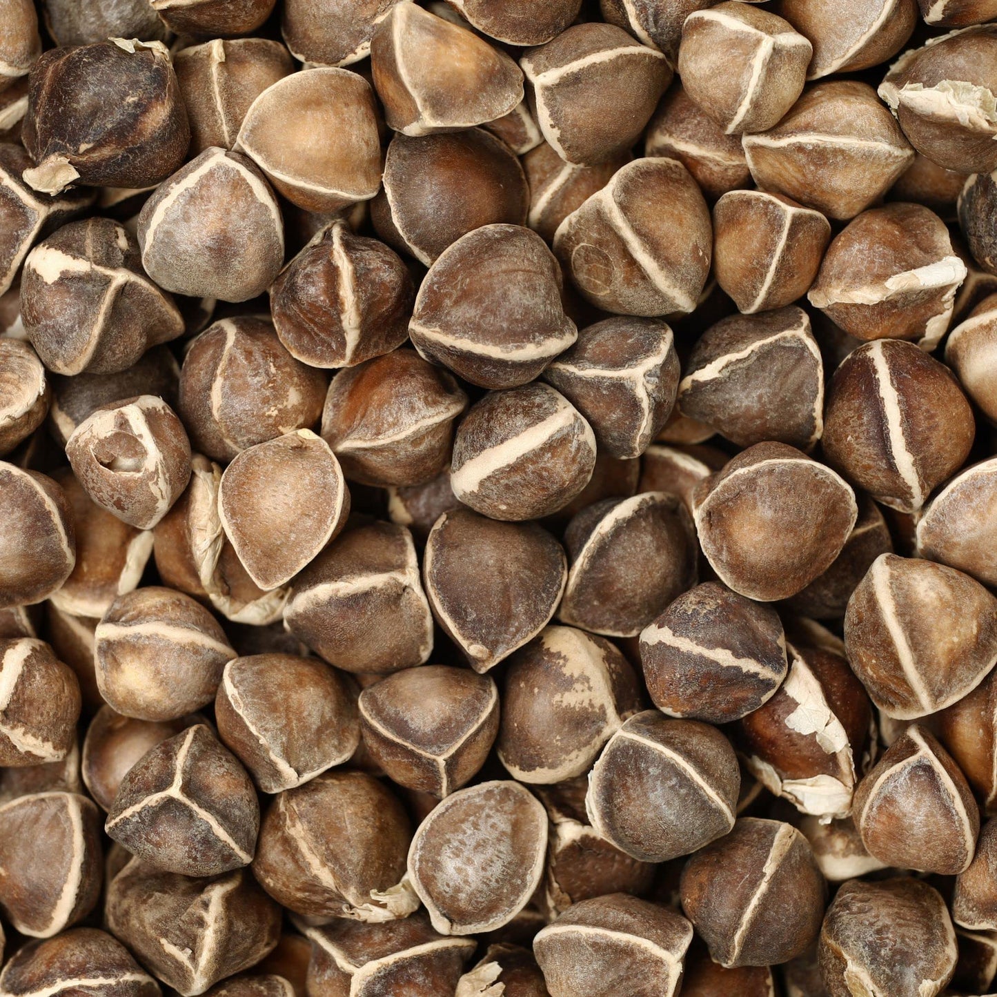 Moringa Seeds for Planting - 10 g Packet ~30 Seeds - Grow Moringa Seeds to Eat - Moringa Plant Tree Seedlings - The Tree of Life, Moringa Oleifera