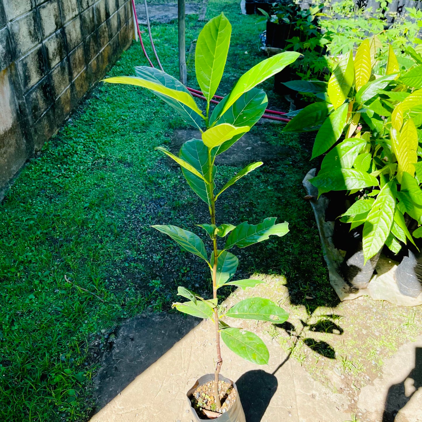 Jackfruit Tree Tropical Fruit Live Tree 1’-2’ Tall TropicalPlantae