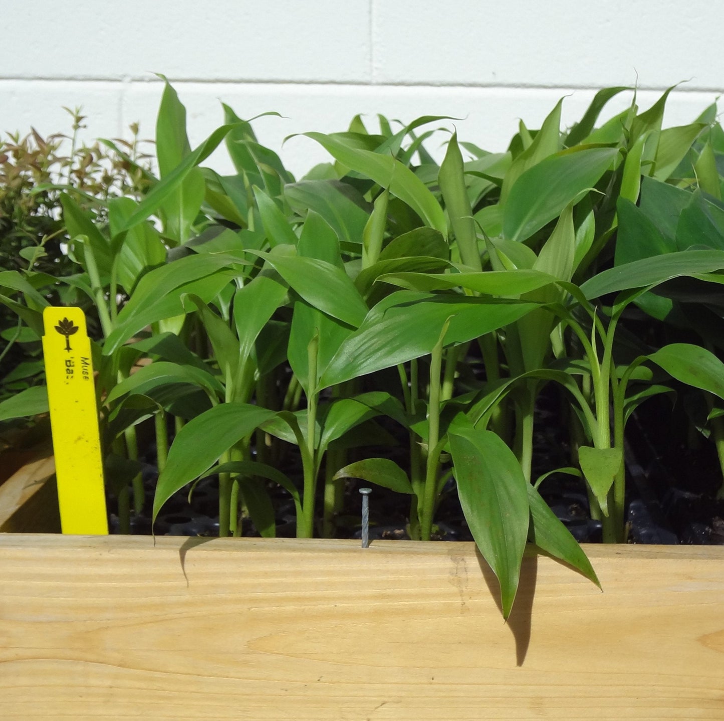 Banana Plants Basjoo Includes Four (4) Plants Cold Hardy