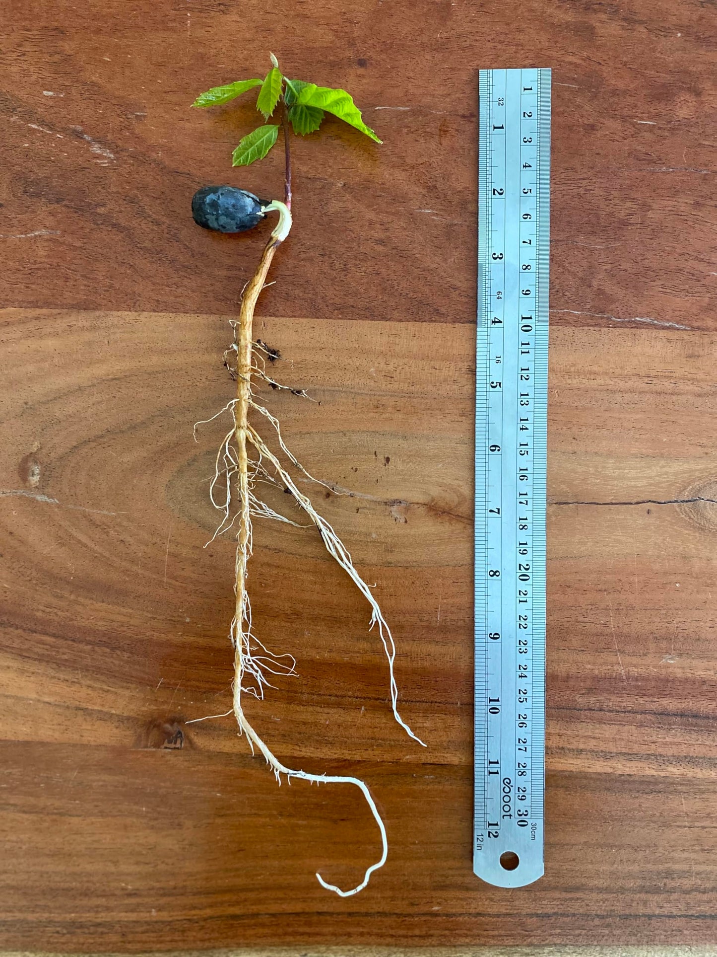 Chinkapin Oak Tree Sapling, Live Quercus Muehlenbergii Plant, Native Shade Tree for Home Garden and Landscaping