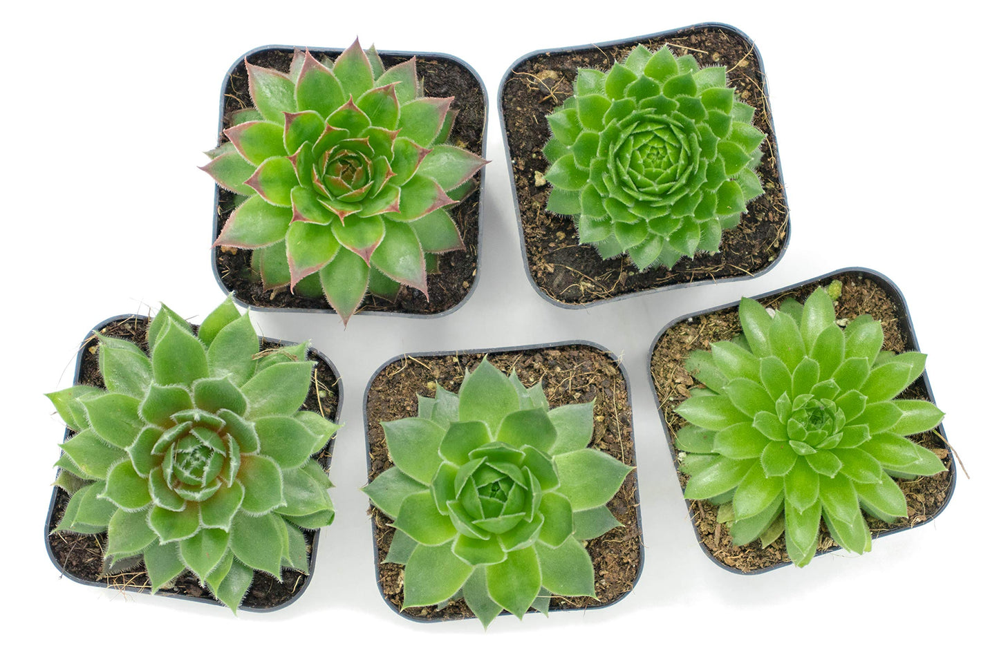 Succulent Plants | 5 Sempervivum Succulents | Rooted in Planter Pots with Soil | Real Live Indoor Plants | Gifts or Room Decor by Plants for Pets