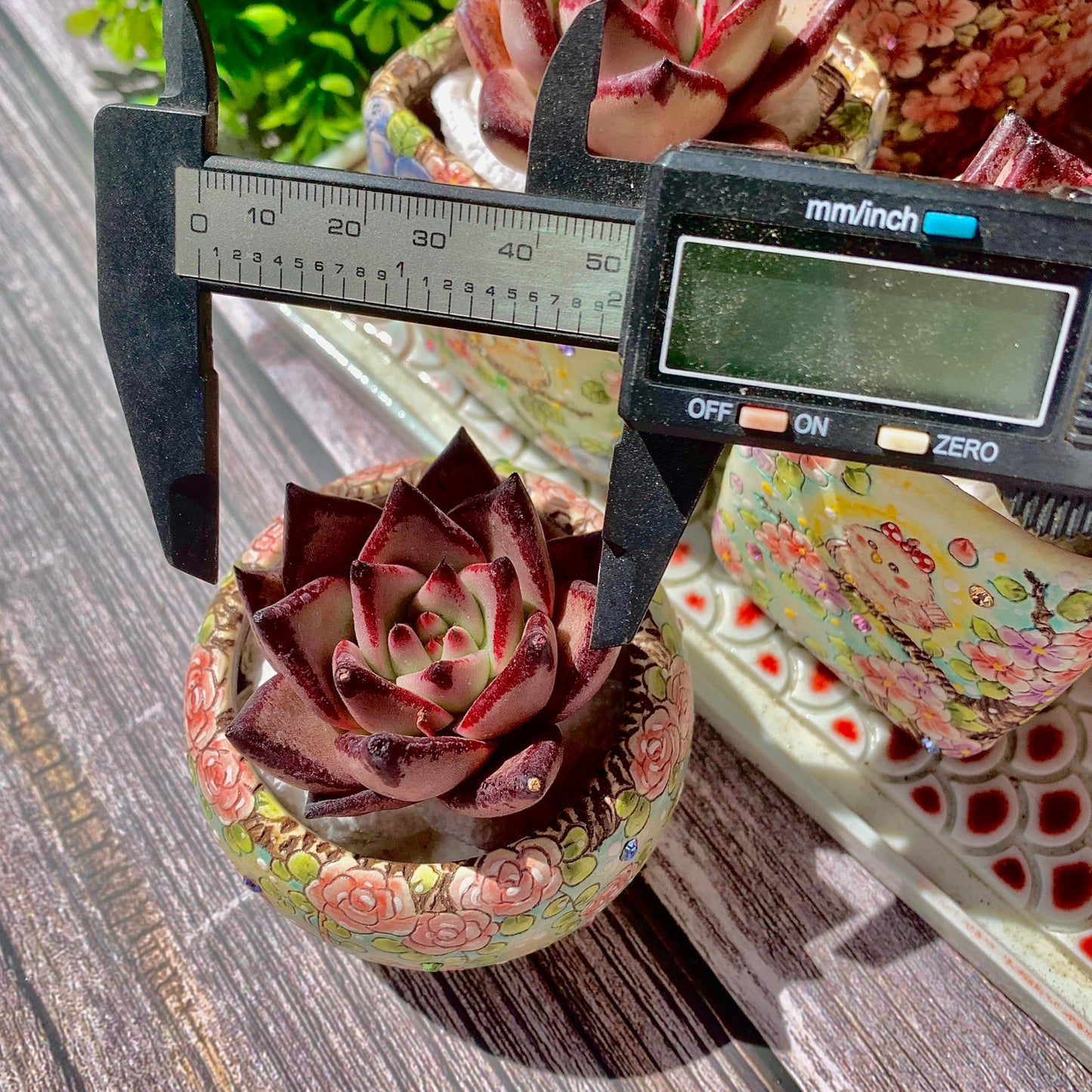Echeveria agavoides Romeo Succulent Kit - with Plastic Pot, 1 Head 2" Live Plant, Compressed Soil & Guide, for Garden Indoor Office Desk (1, Echeveria agavoides Romeo)
