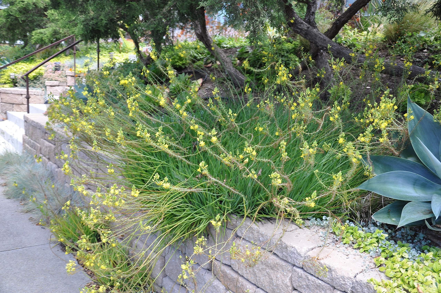 Bulbine Yellow | 1 Live Gallon Size Plant | Bright Yellow Flowering Succulent, Live Plant, Perfect for Sunny Gardens, Drought-Tolerant Landscape Addition
