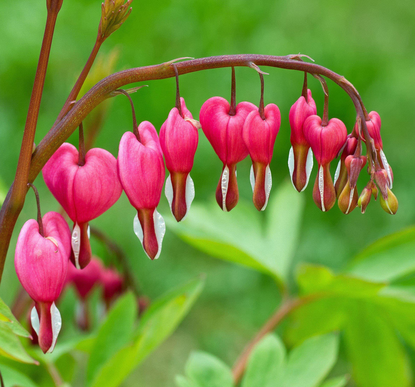 Votaniki Bleeding Hearts Flower Bulbs - Dicentra Spectabilis Bulbs for Planting | Heart-Shaped Blooms, Perennial Flower - Easy to Grow and Low Maintenance (1 Pack)