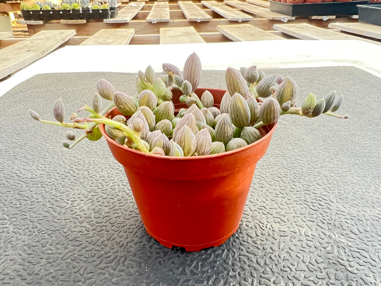 String of Watermelons, Live Trailing Succulent Fully Rooted in 4" Pots with Soil Mix, Rare House Plant for Home Office Wedding Hanging Decoration, DIY Projects, Party Favor