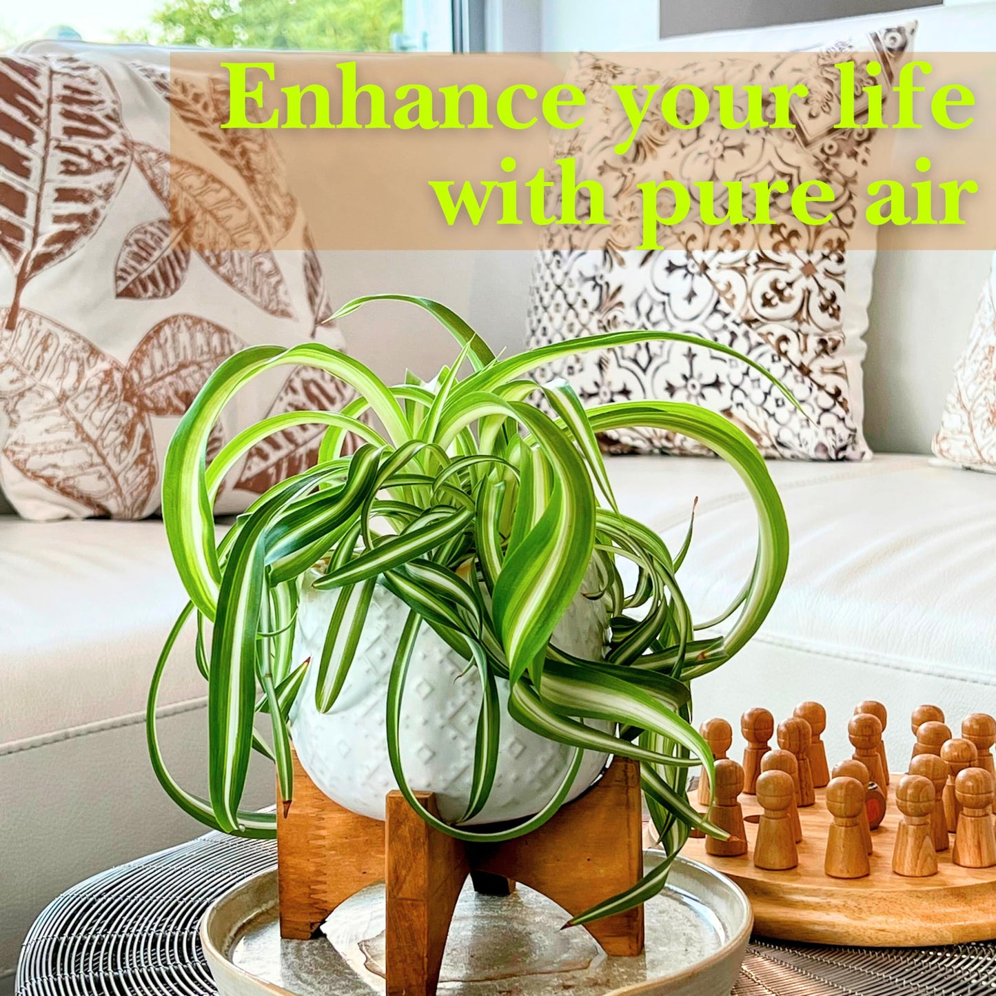 Dr. Lu’s Organic Bonnie Curly Spider Plant | Air Purifying House Plants | Rooted Spider Plant | Easy Grow Indoor Plants | Live Plants in 4'' Nursery Pot