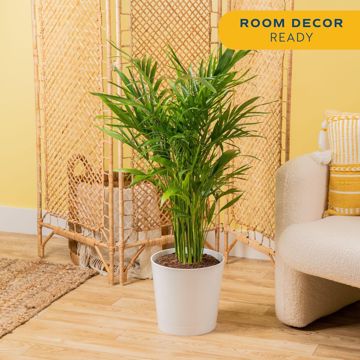 Costa Farms Cat Palm Live Plants in Decorative Pot, Large Indoor Houseplant, Perfect for Home, Room, or Office Decor, Great House Warming or Birthday Gift, 3-4 Feet Tall, Pack of 2