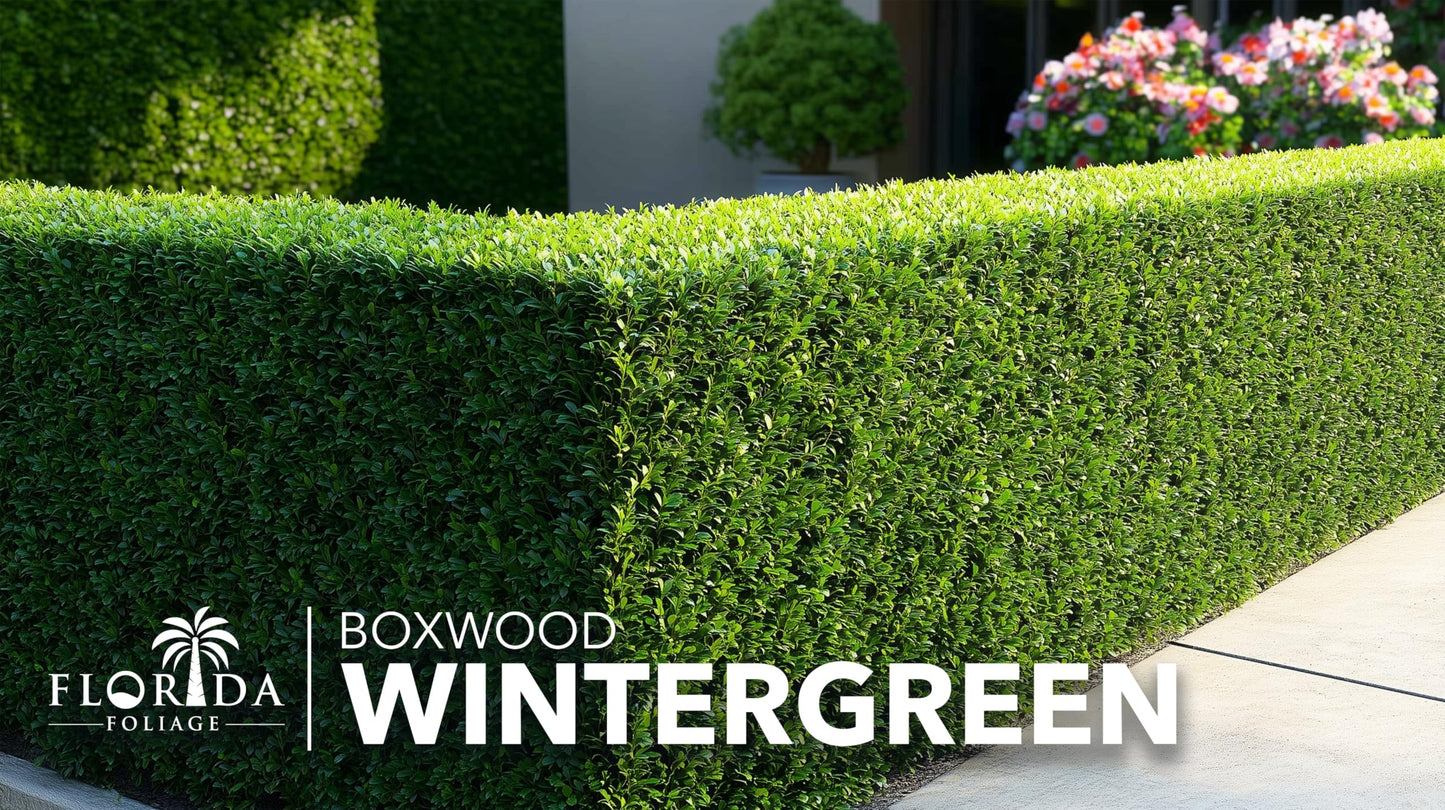 Wintergreen Boxwood | 3 Large Trade Gallon Size Plants | Buxus Microphylla | Evergreen Shrub, Dense Foliage, Formal Garden, Low Maintenance, Privacy Hedge, Year-Round Interest, Landscaping Shrub