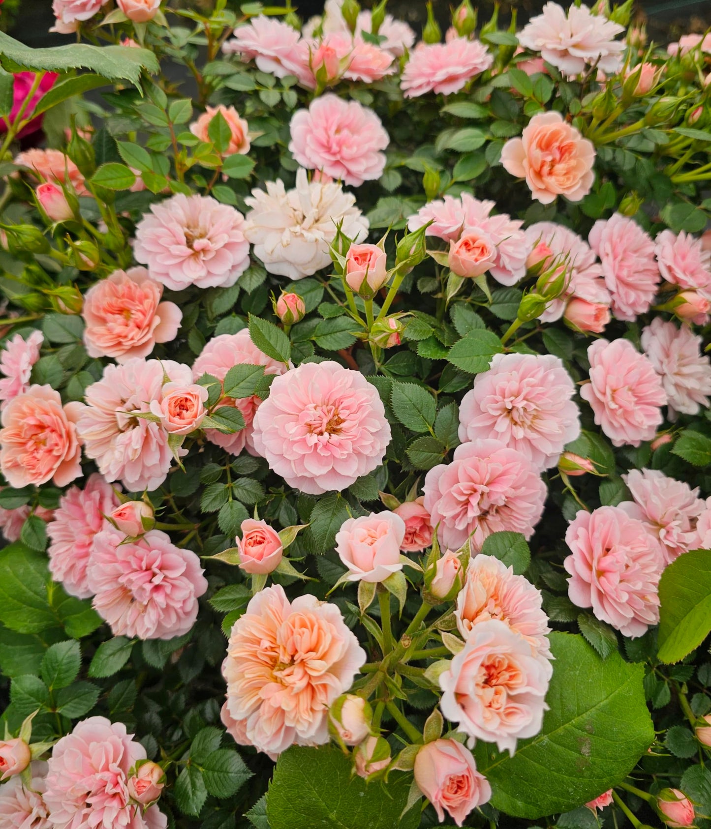 Ma Cherie Roses - Baby Austin Miniature Rose Bush, 2 Quart Potted Rose Live Plant, Rose Bushes Ready to Plant, Garden Roses, Mini Rose Bush
