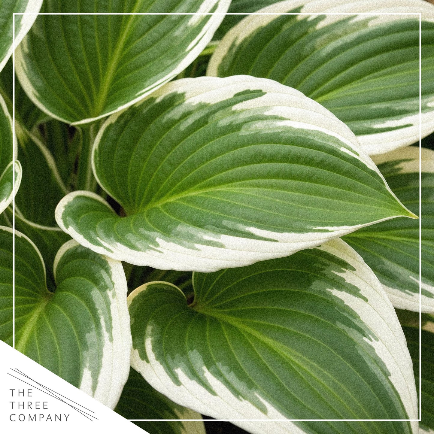 Live Perennial Hosta - Bedazzled (3 Plants Per Pack) Beautiful Accent Plant, 10" Tall by 4" Wide in 1 Qt Pot