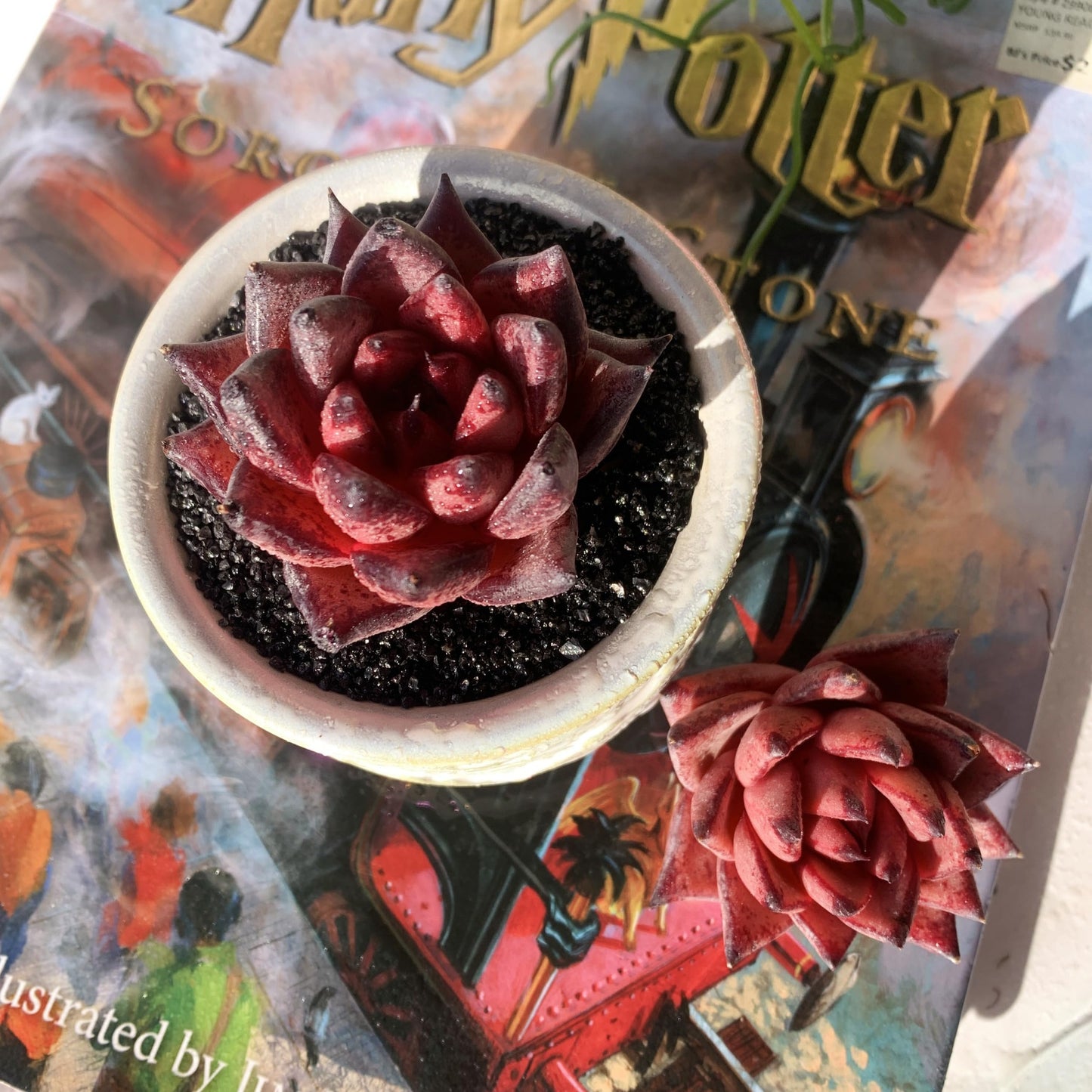Echeveria Agavoides Romeo Rare Live Succulent Plants, 1 Head 2.5" Bare Root Without Pot & Soil, Garden Indoor Office Desk Baby Shower Decoration, Friend Plant Lovers Gifts