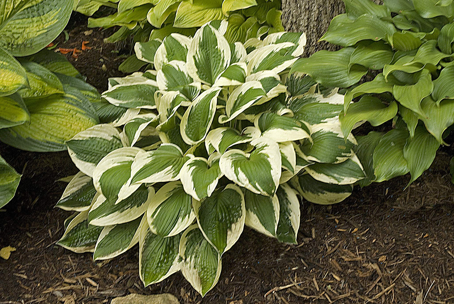 Hosta 'Patriot' (Hosta) Perennial, 1 - Size Container