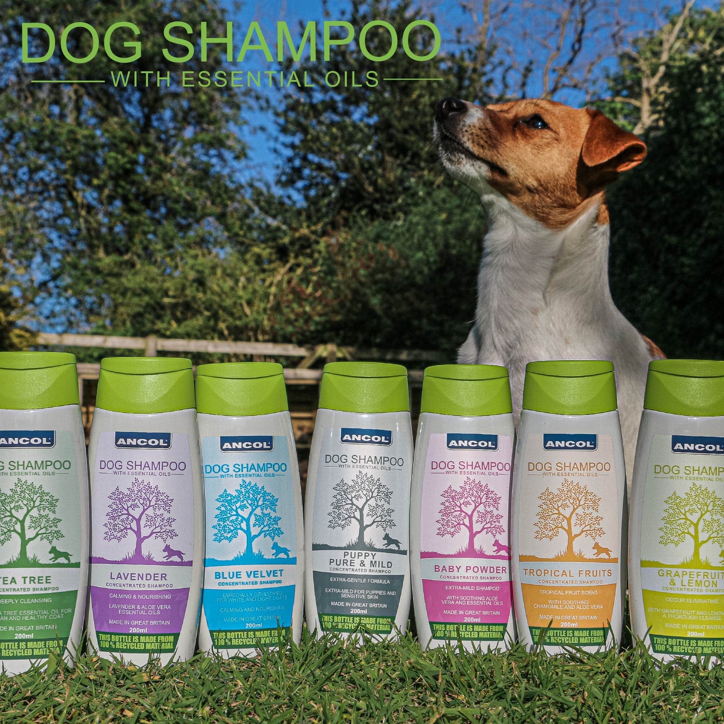 Ancol Dog Shampoo BB Baby Bath 200ml - Gentle Puppy Grooming Formula with Baby Bath Scent - Natural Essential Oils for Strong Cleansing - Pink Concentrated Pet Care Solution