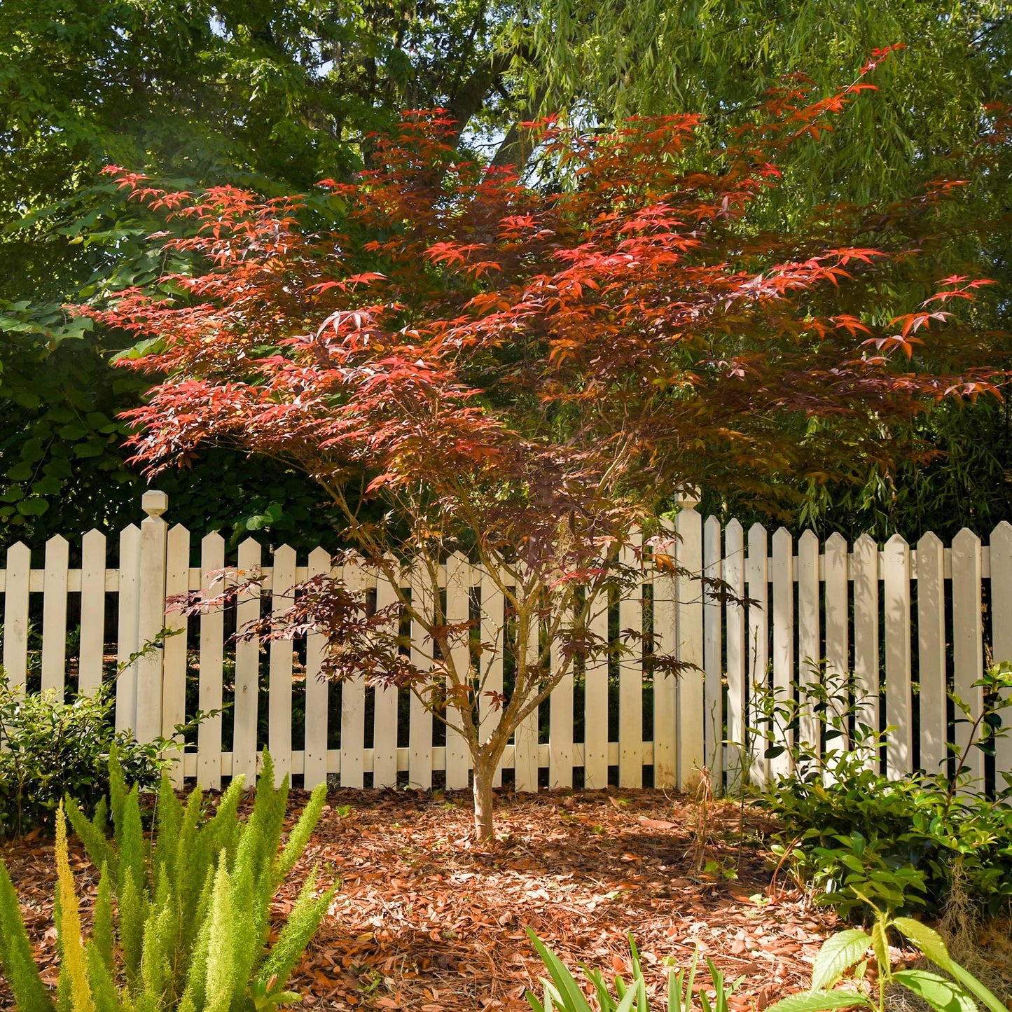 PERFECT PLANTS Bloodgood Japanese Maple Tree 1 Gal. | Live Plant for Beautiful Autumn Color | Red Leaf Colors Year Round | Small Deciduous Trees for Privacy