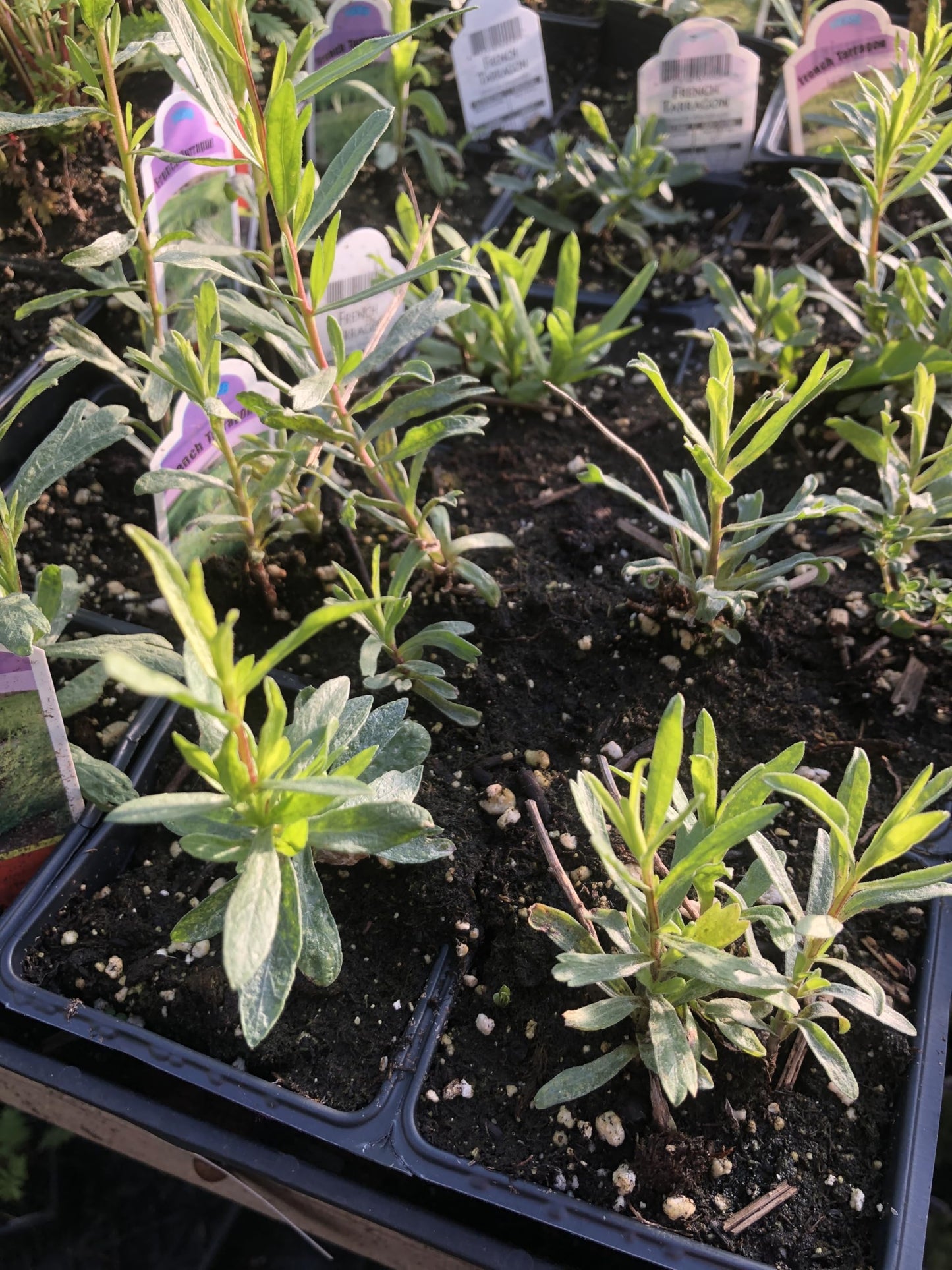 Tarragon (Artemesia Dracunculus) Organic Plant in a 2.5-inch Pot by Smoke Camp Crafts