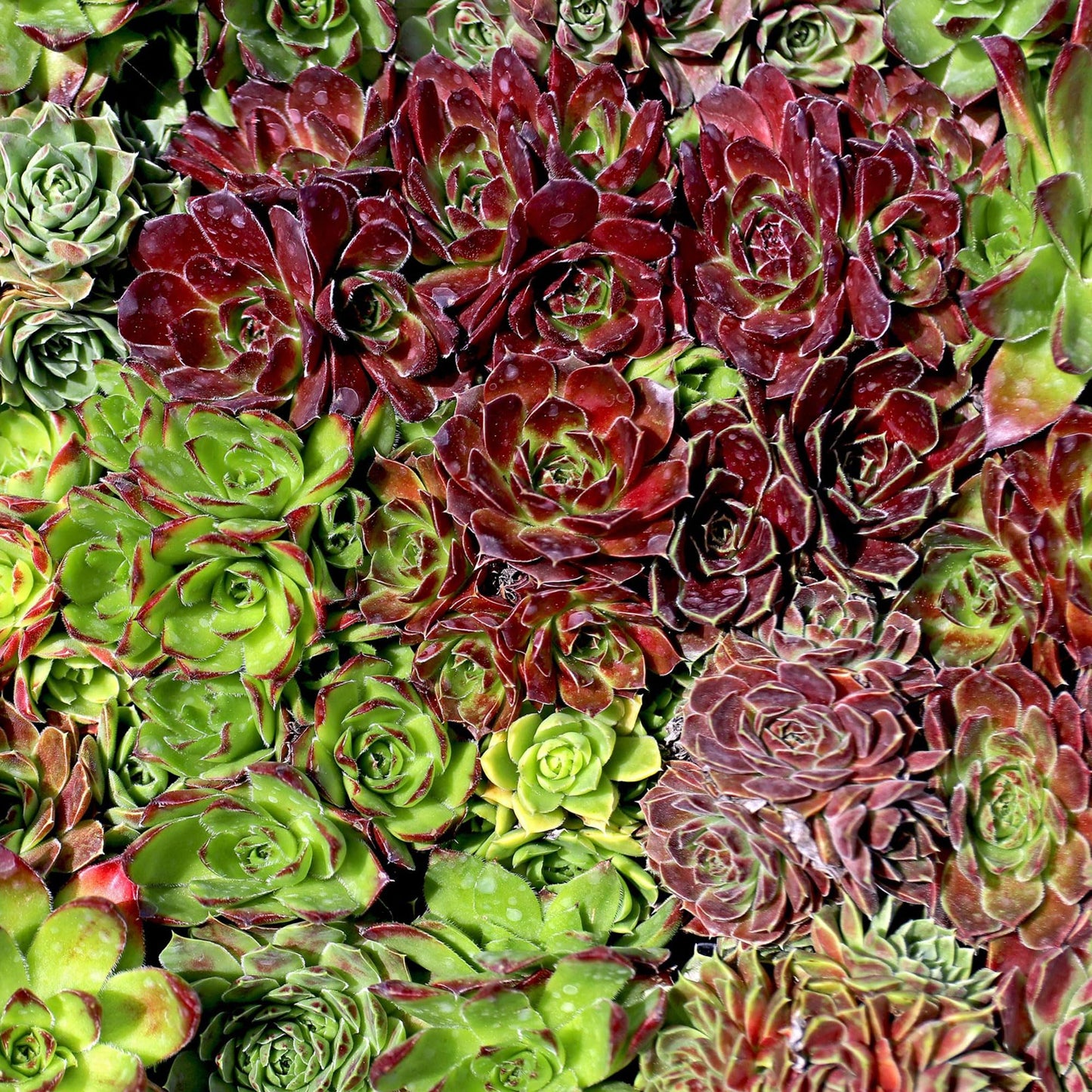 Mountain Crest Gardens Sempervivum Bulk Pack - 50 Live Cold Hardy Plants, 5 of Each Variety, Rooted in 2 Inch Pots - Real Succulents for Outdoor Projects, Landscaping & Resale