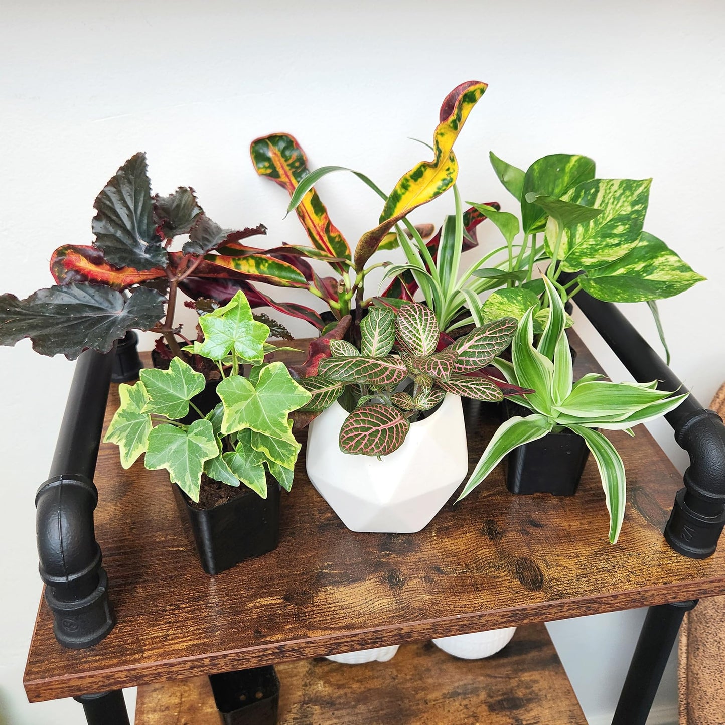Altman Plants Live Houseplants (6PK), Indoor Plants for Delivery Prime, Live Plants and Gardening Gifts for Plant Lovers, Planters for Indoor Plants with Potting Soil, Live House Plants Indoors Live