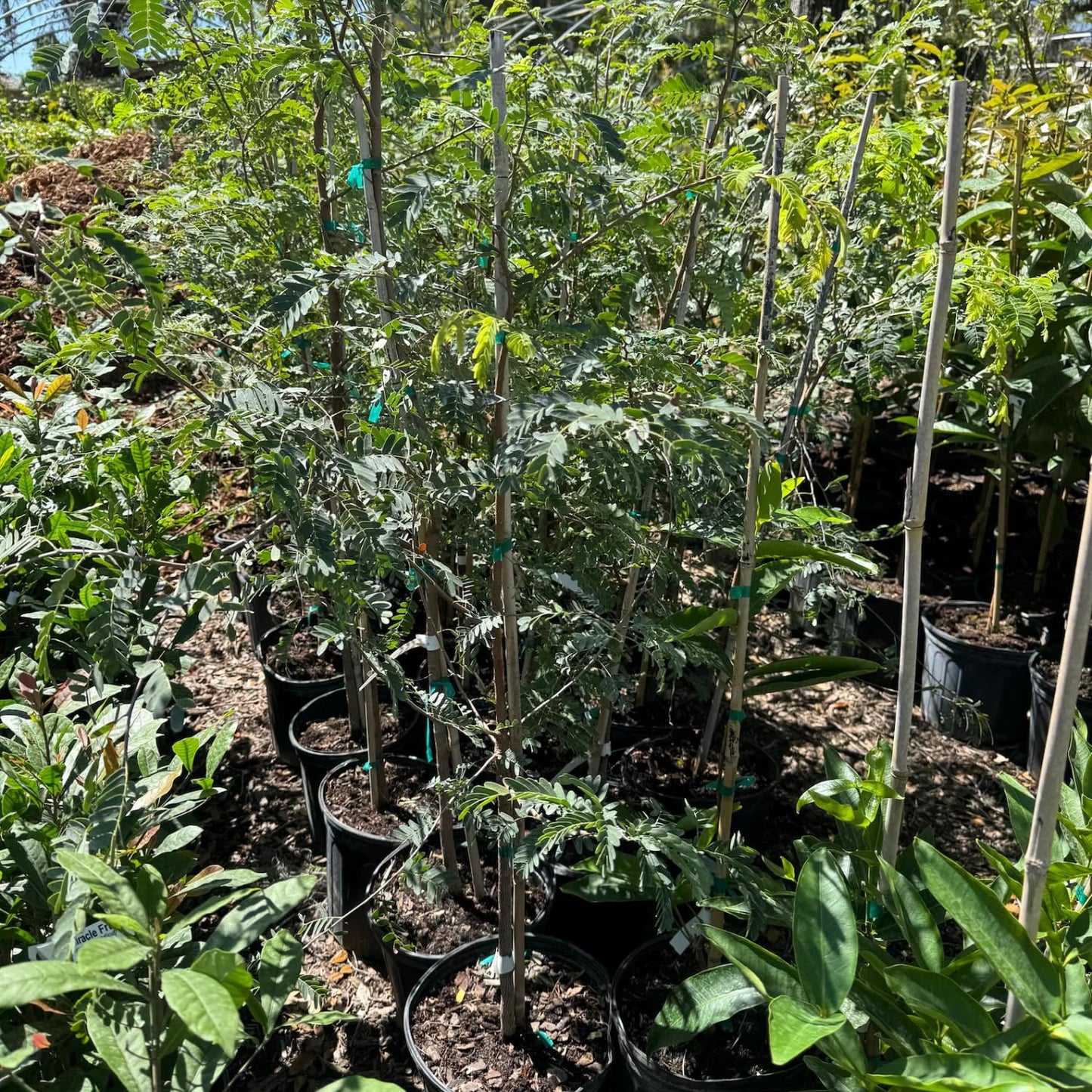 Tamarind Tree Live Plant 3 Feet Tall, in 3 Gallon Pot, Sour Tamarind Plant Live for Planting Outdoor, No Shipping to CA