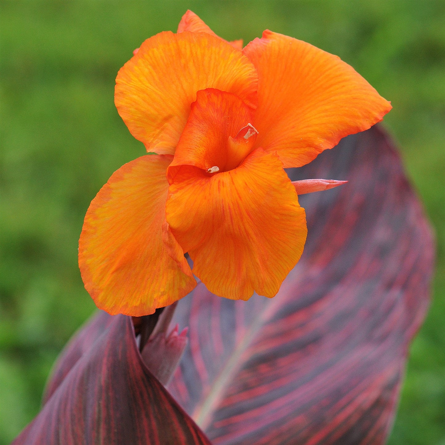 Easy to Grow Canna Tropicanna Plant Bulb (1 Pack) - Beautiful Orange Flowering Blooms & Dark Purple Foliage Summer Gardens