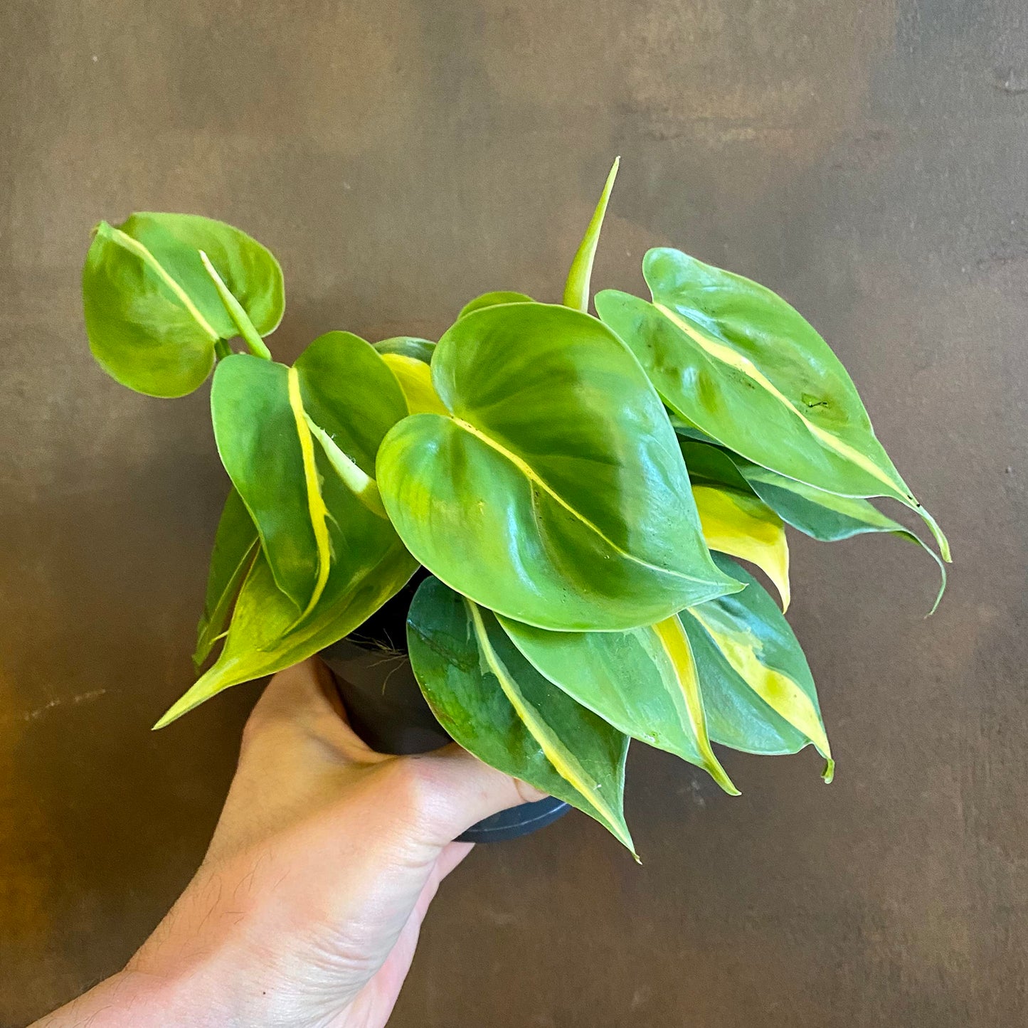 Philodendron Brasil - Live Plant in a 4 Inch Pot - Beautiful Elegant Vining Indoor Houseplant - Air Purifying