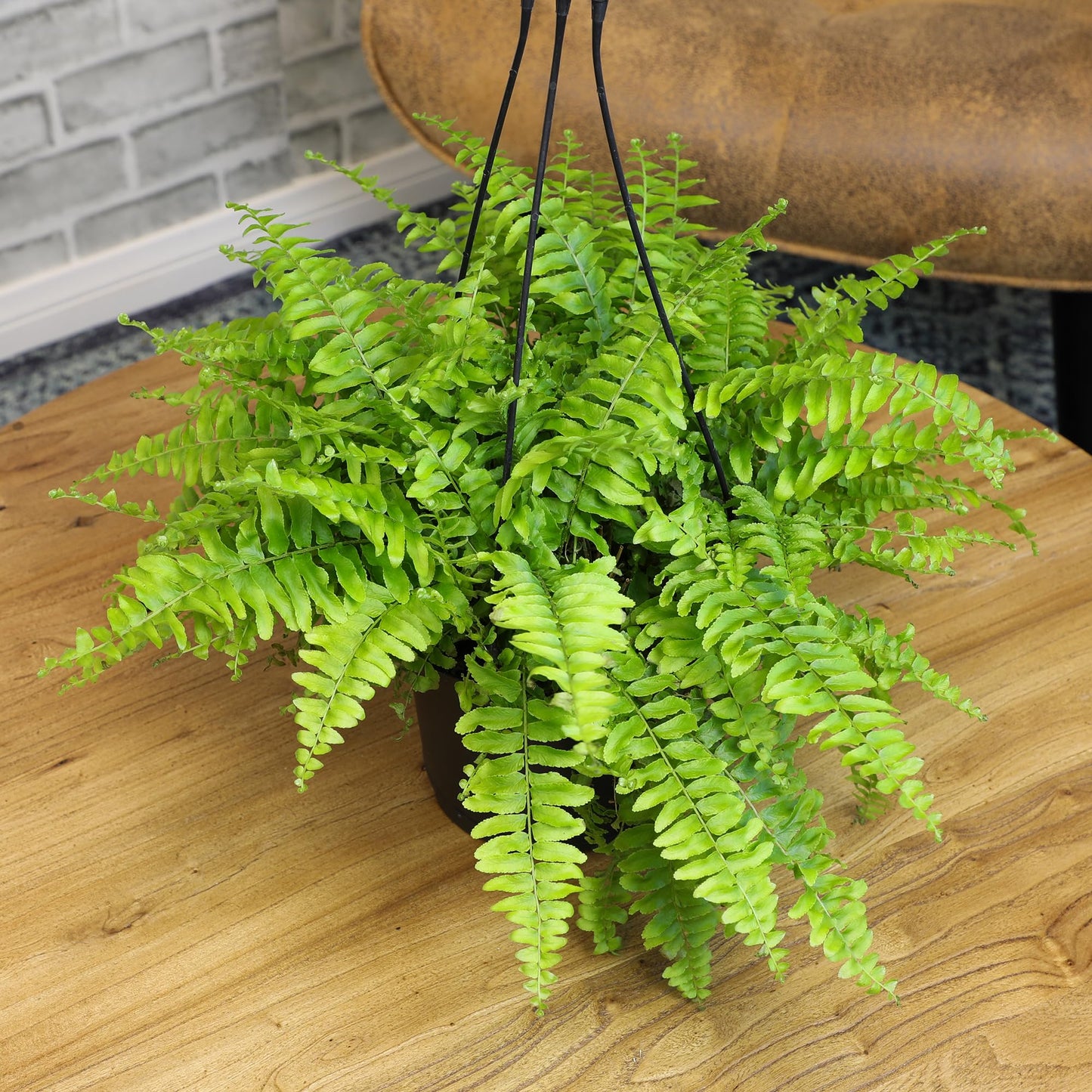 Hanging Boston Fern Live Plant in 6" Hanger, Real Ferns for Outdoors, Pet Friendly & Air Purifying, Low Light Outdoor or Indoor Houseplants, Easy Care Porch Plant by Plants for Pets