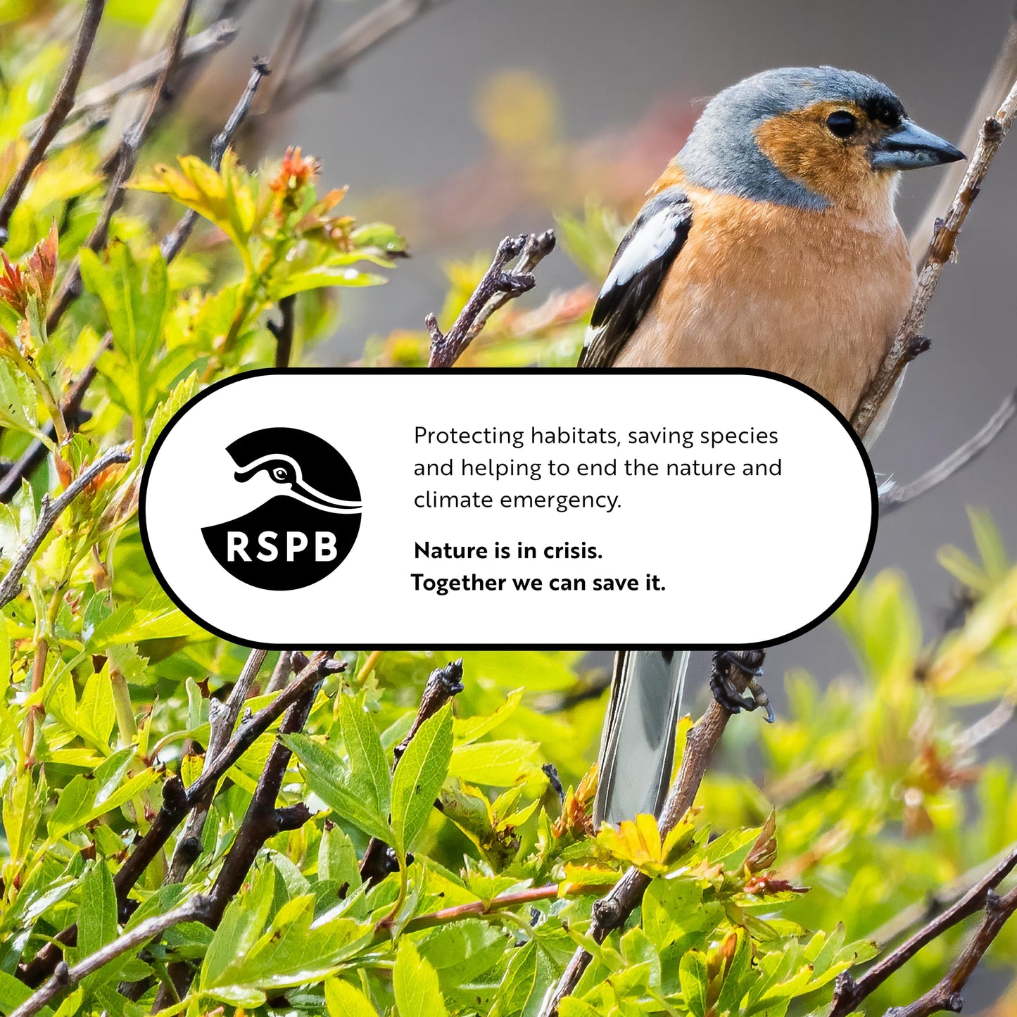 RSPB Buggy Nibble Treats, 550g, This Nibbles are like Hot Cakes to Wild Birds, A Delicacy that Few Birds Can Resist, Made with Mealworms, Premium UK Suet & Cereal. Supporting the RSPB