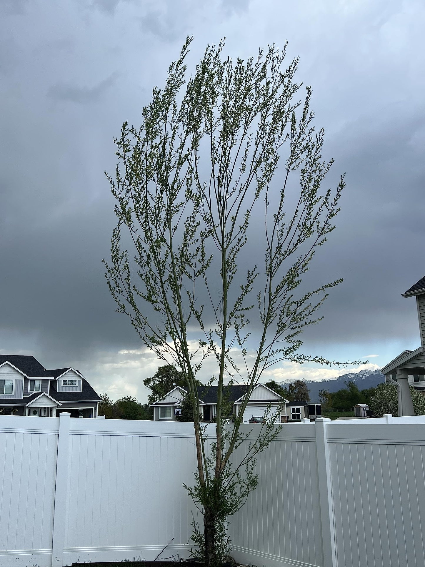 Austree Hybrid Willow Tree Plants for Growing | Fast Privacy Hedge Row, Wind Block, Shade | Fast Growing - 6-10 Feet Per Year, Fast Growing Trees (10 Trees)