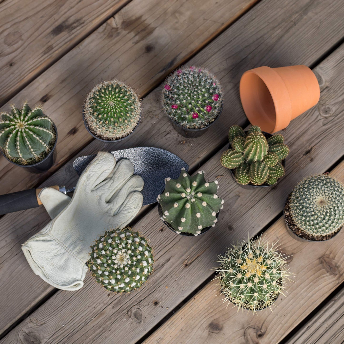 Altman Plants, Assorted Cactus Plants Live Succulents (8 Pack), Live Cactus Plant Lover Gifts, Cacti Succulents Plants Live Houseplants, Succulent Indoor Plants Live Plants in Cactus Soil Potting Mix