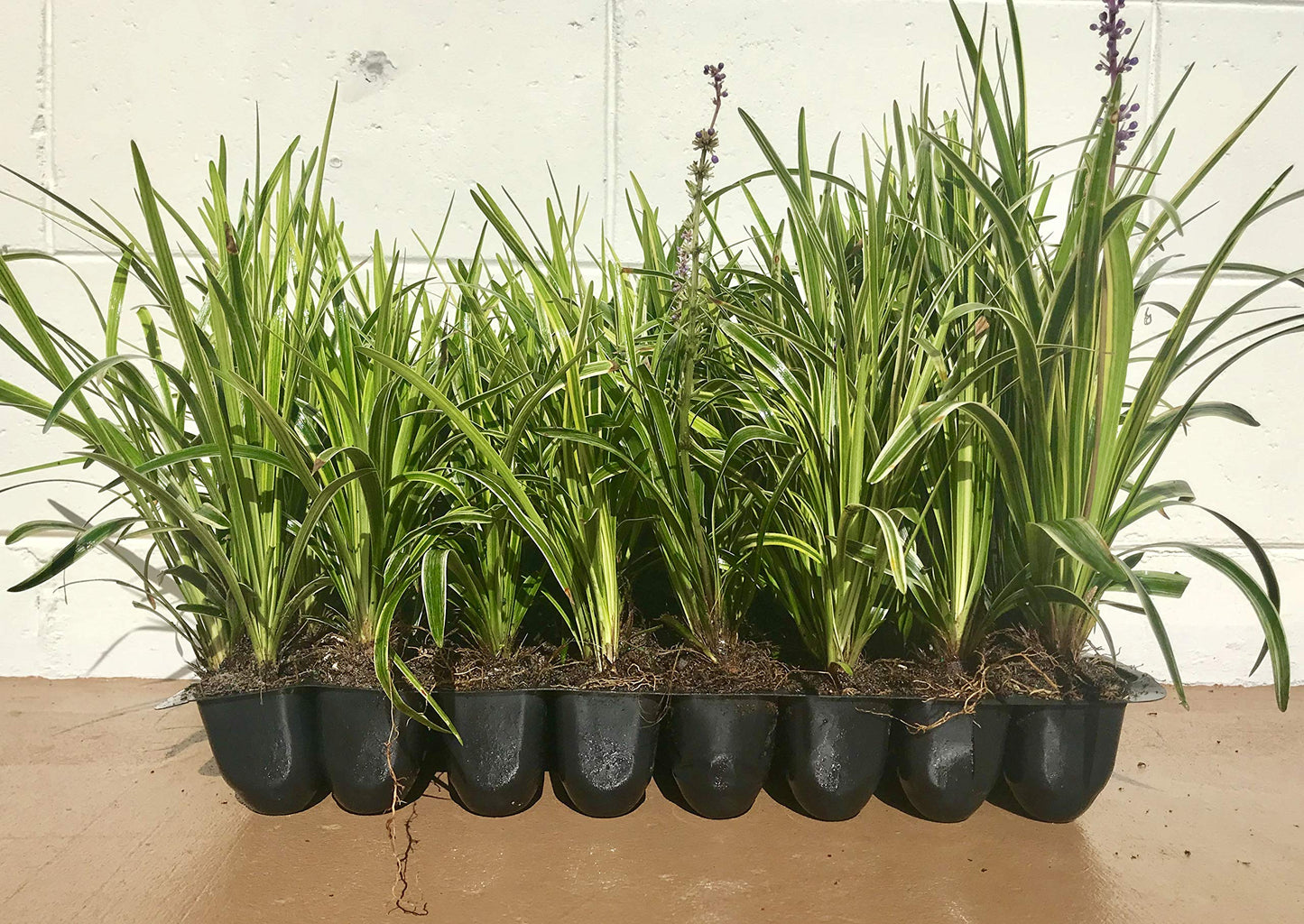 18 Pack - Liriope 'Variegated' Grass