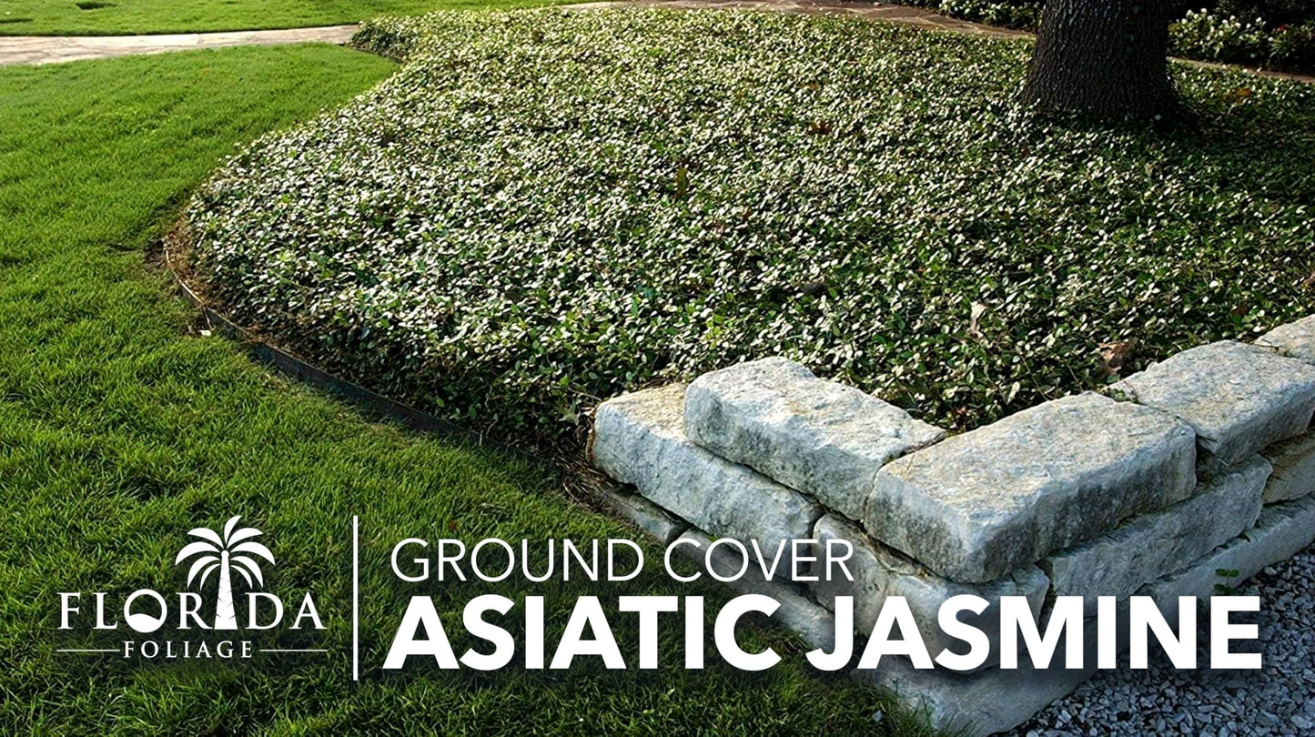 Asiatic Jasmine | 30 Live Bare Root Pips | Trachelospermum Asiaticum | Low Maintenance Ground Cover Plants | Fast Spreading Evergreen for Landscaping